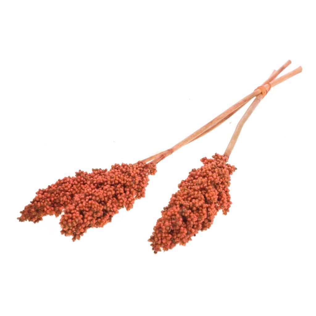 Indischer Mais verbrannt Oranje getrocknet