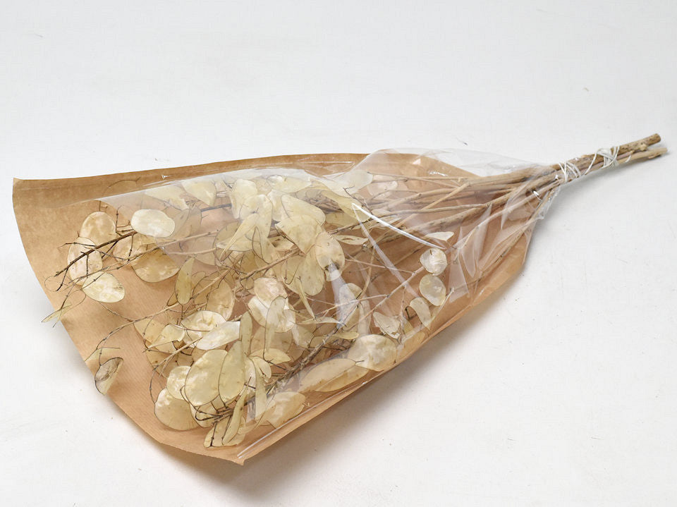 Judus Bleistift Lunaria 50 cm