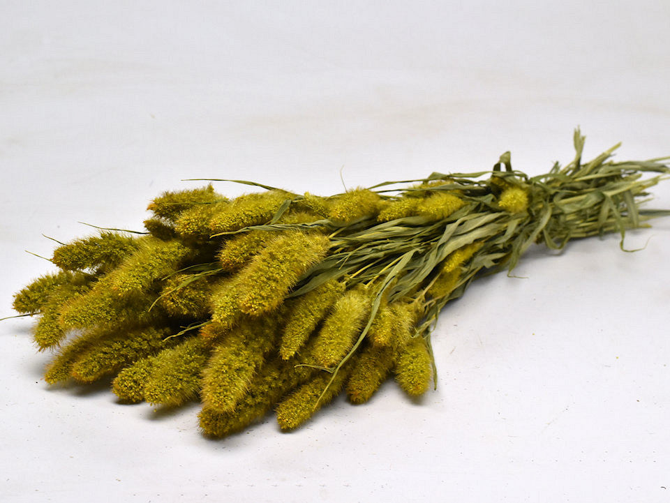 Getrocknete Setaria gelb