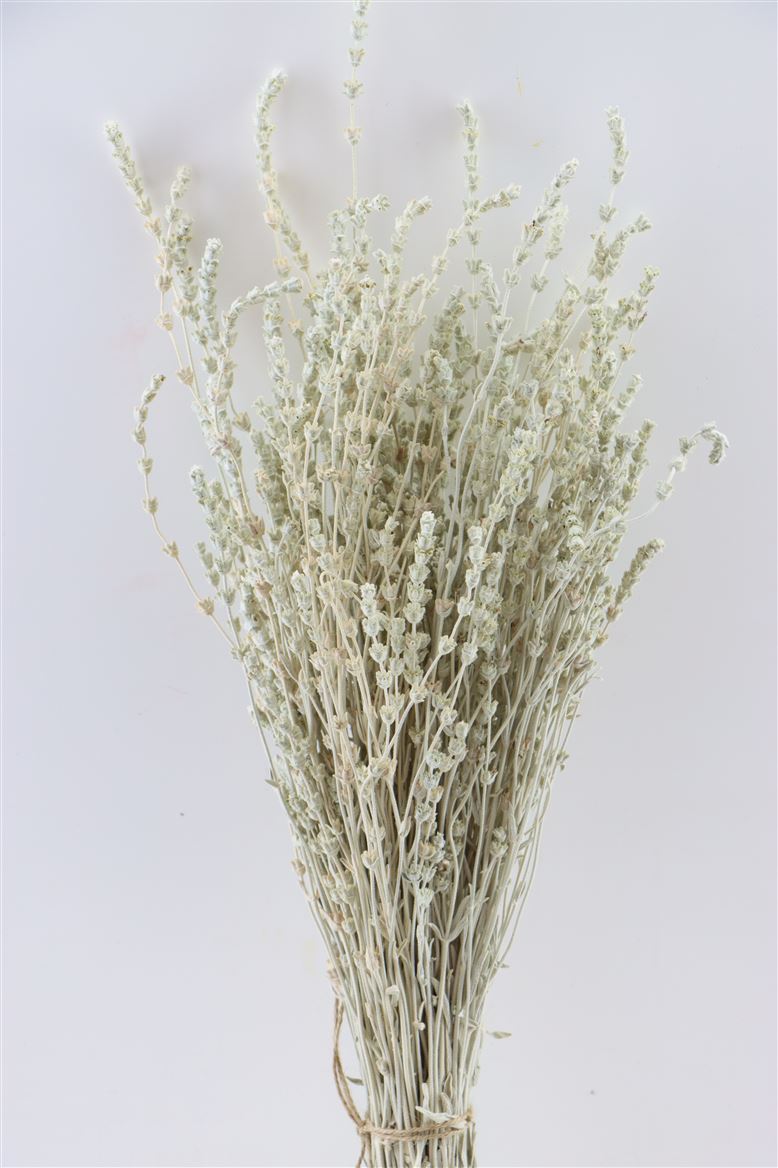 Lavande blanche séchée