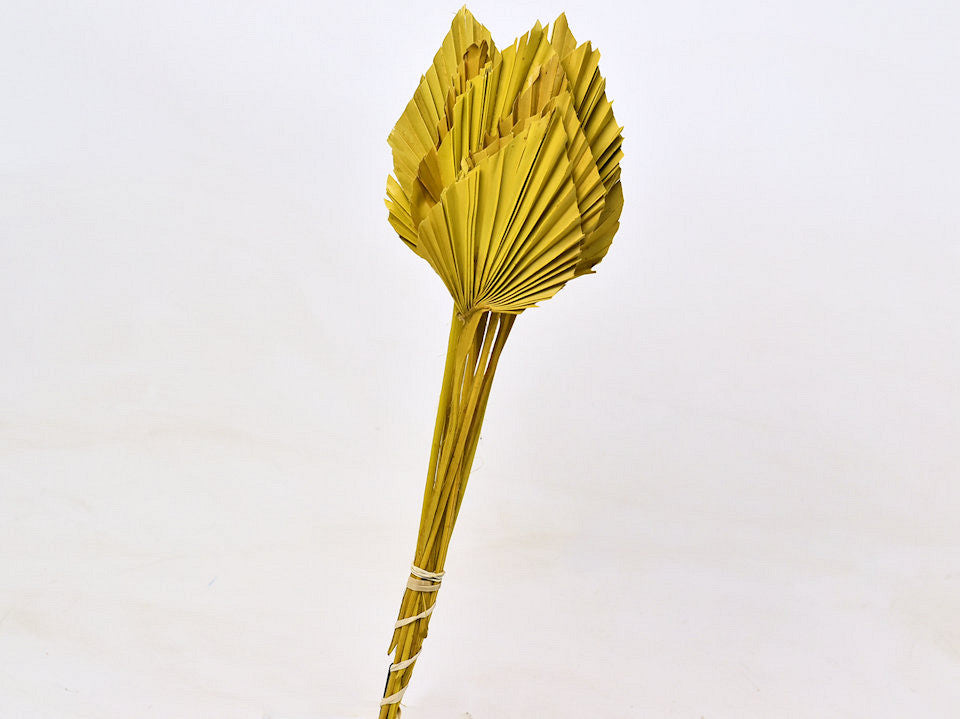 Palm Lance 40-55 cm jaune