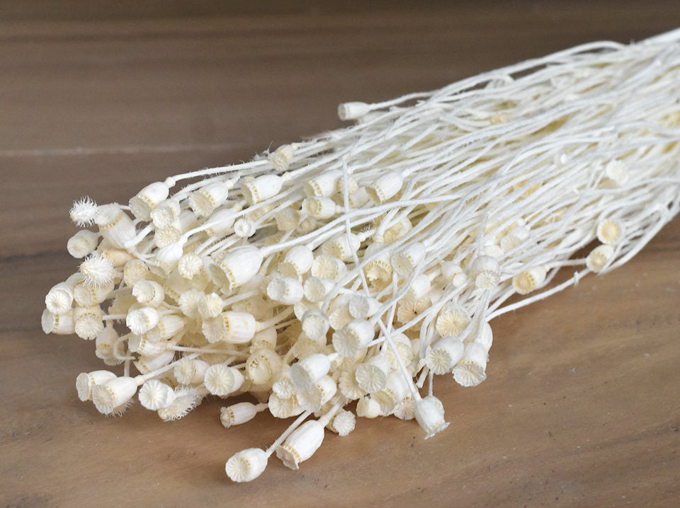 Mini poppy bleached 60cm