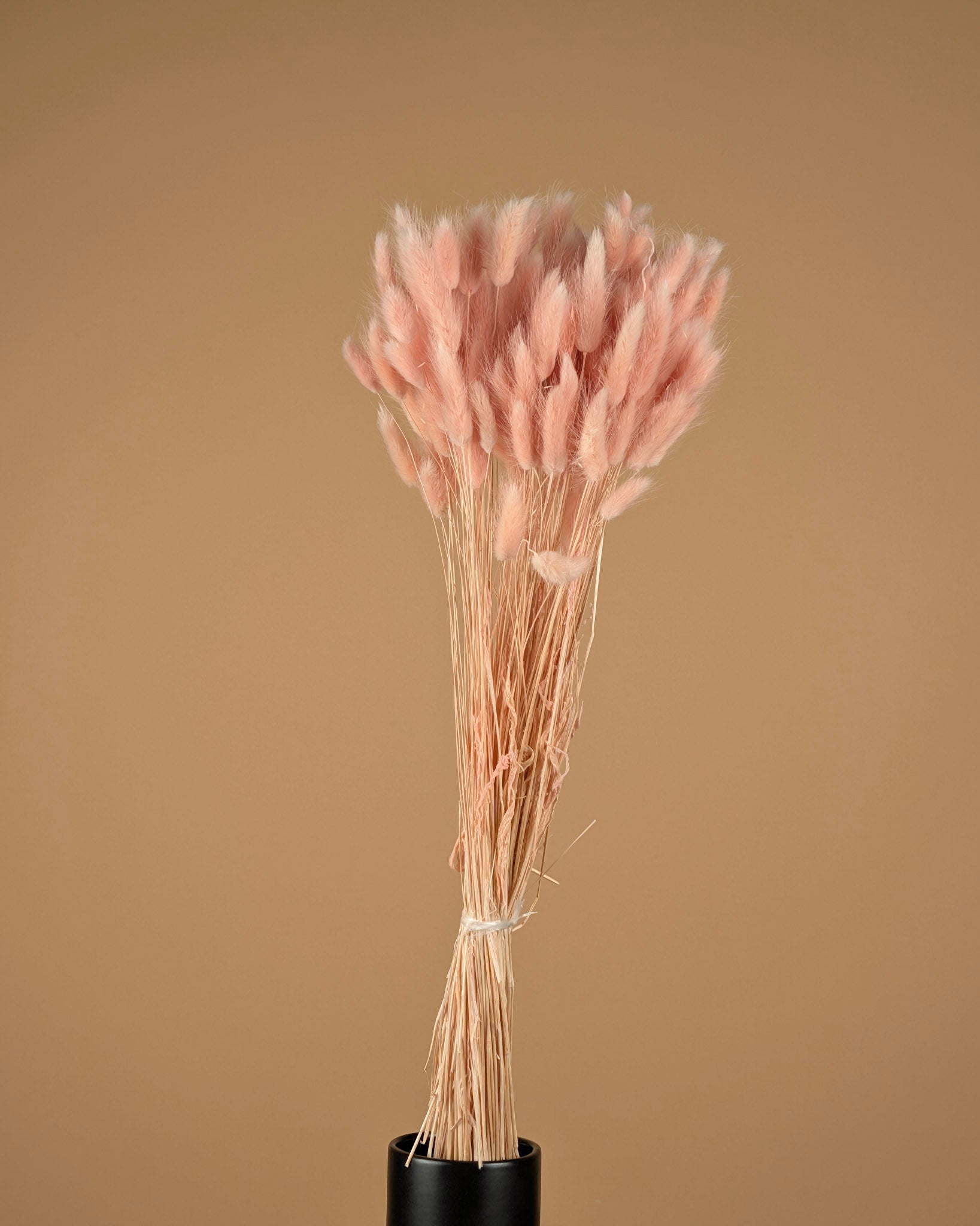 Dried Lagurus Ovatus Light Pink