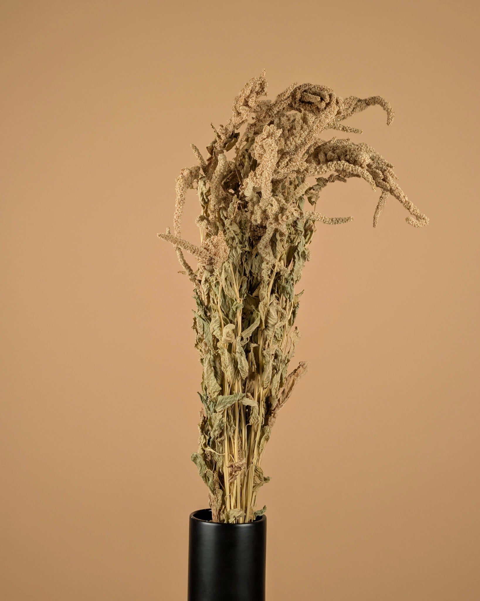 Séché amaranthus caudatus vert