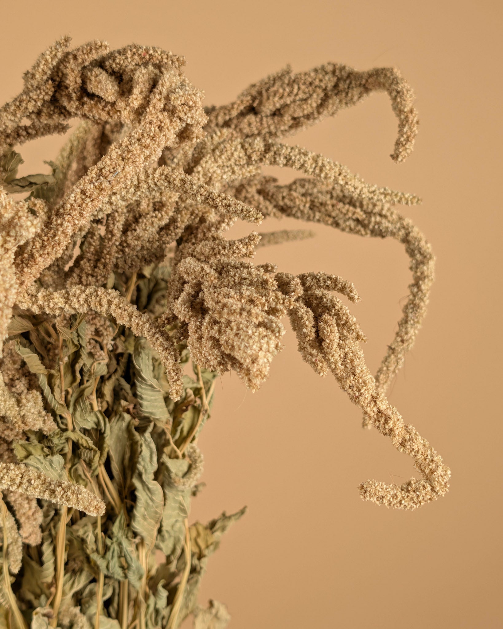 Séché amaranthus caudatus vert