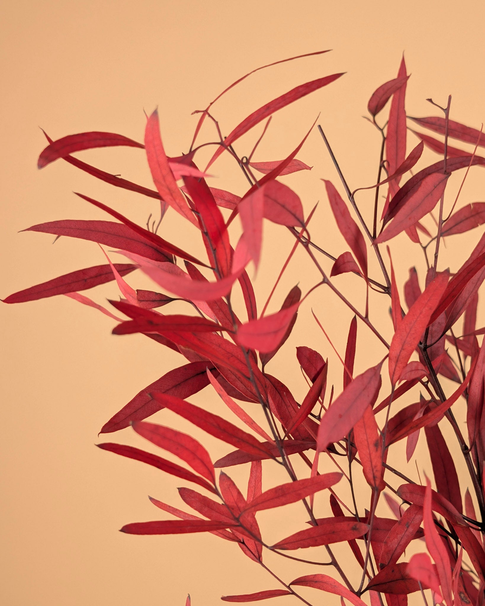 Eukalyptus Nicoly Red erhalten