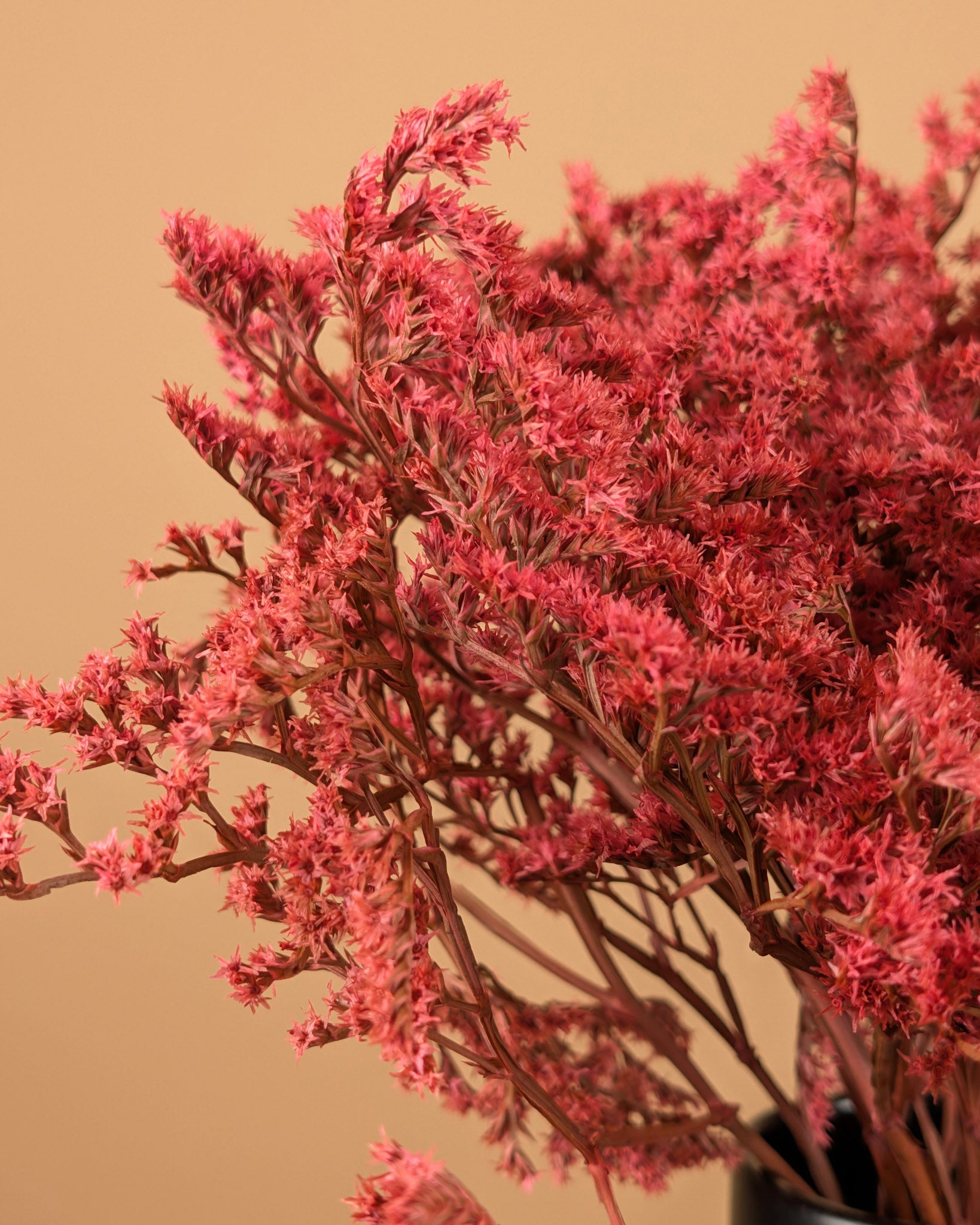 Trockenstatike Tatarica Pink