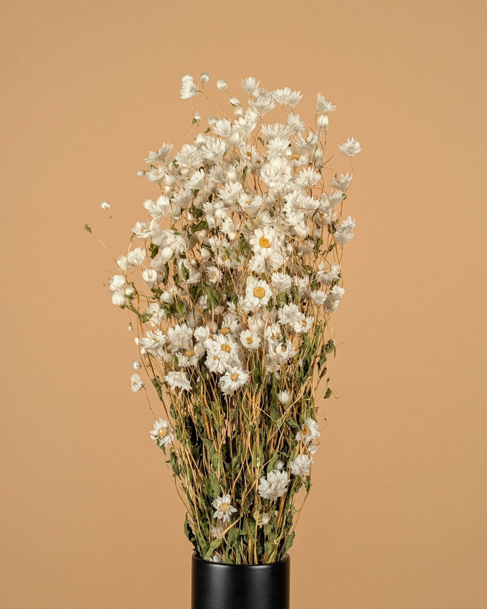 Dried Rhodanthe White