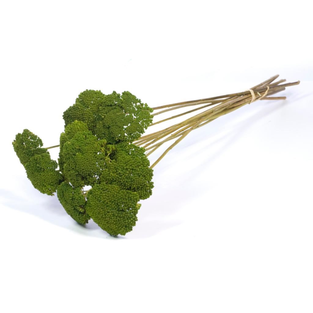Dried Achillea green painted