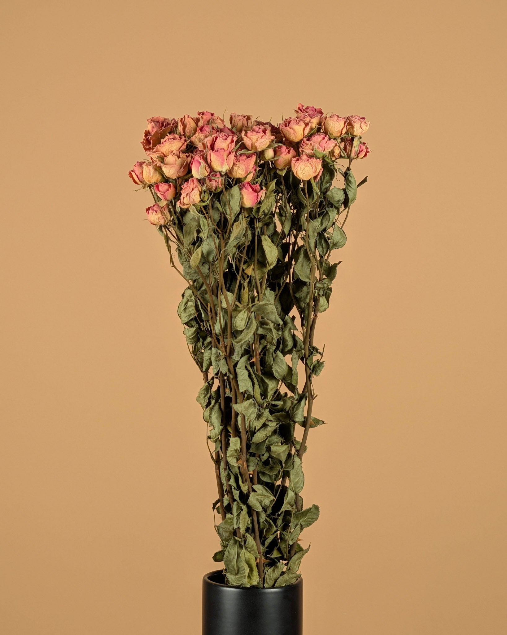 Peloton rose séché