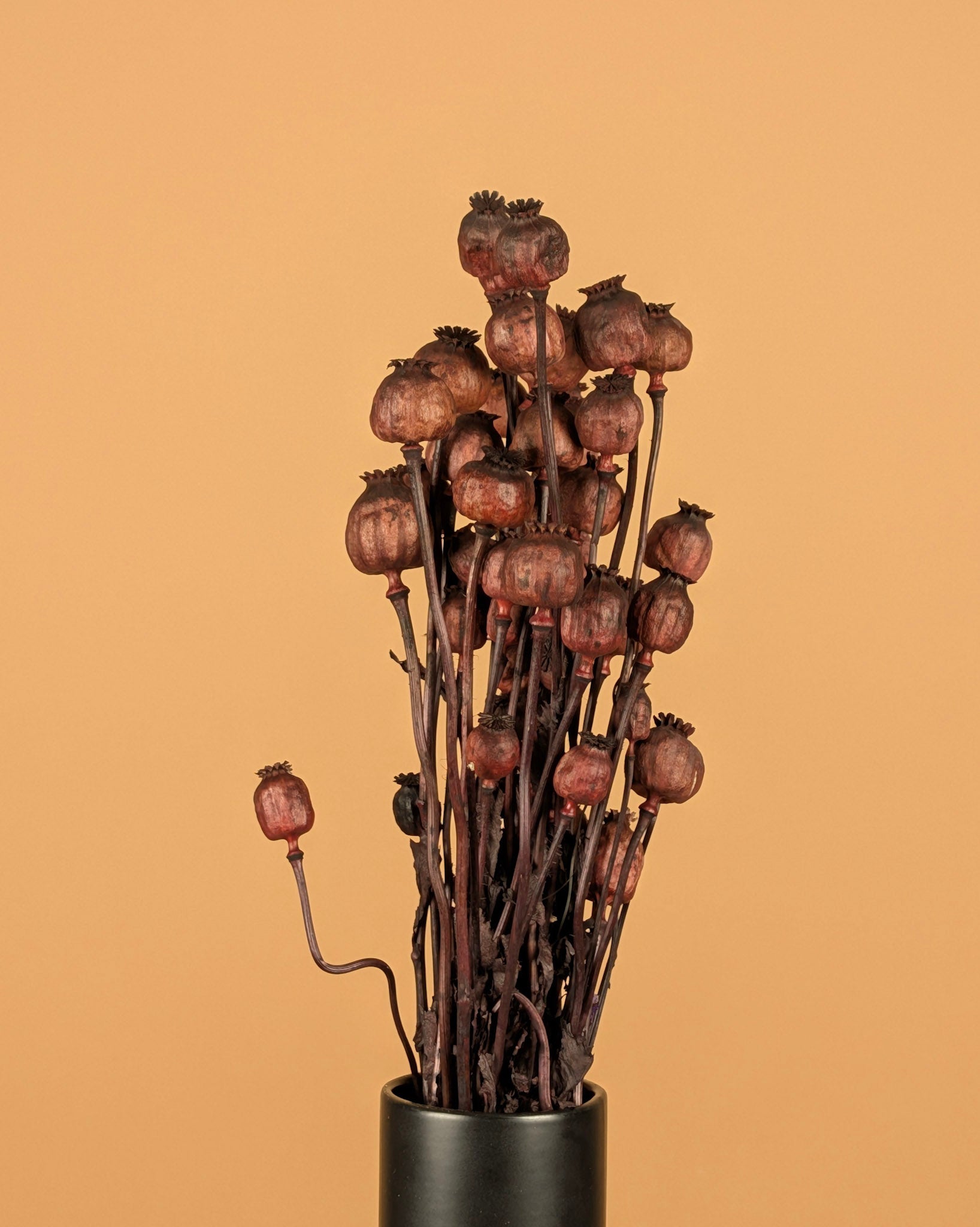 Gedroogde papaver – donkerbruin