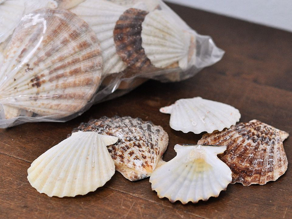 Coquilles radula pecton