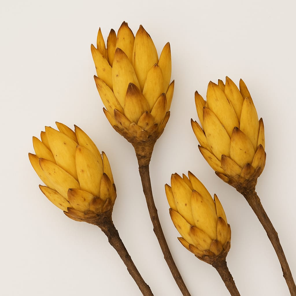 Protea geel gedroogd per stuk