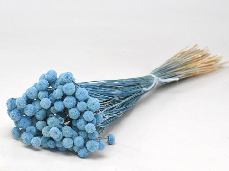 Botao botton bleu foncé séché