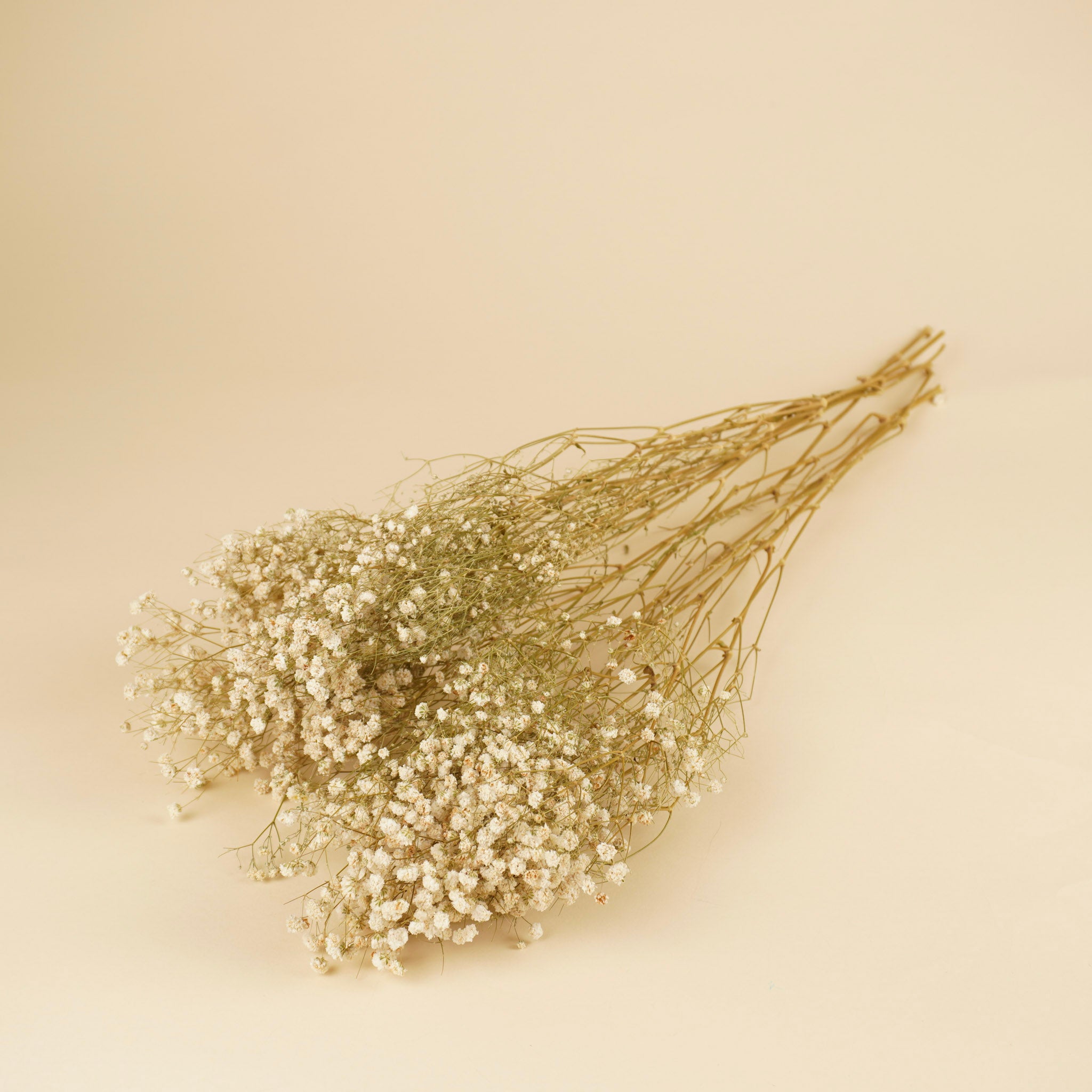 Gipsprad (gypsophilia) blanc naturel séché