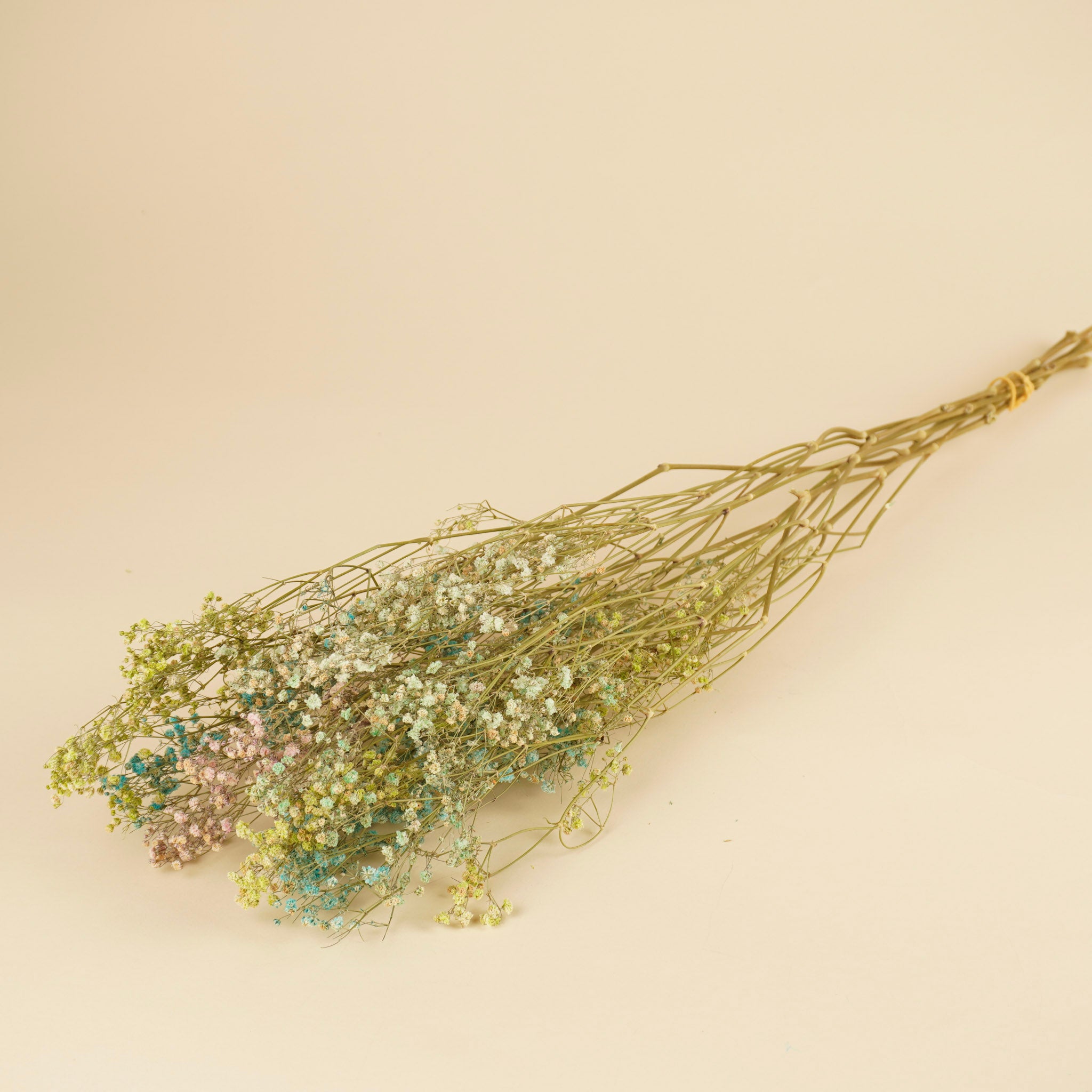 Dried Gypsophila Rainbow (GIPSPRAID) - Various colors