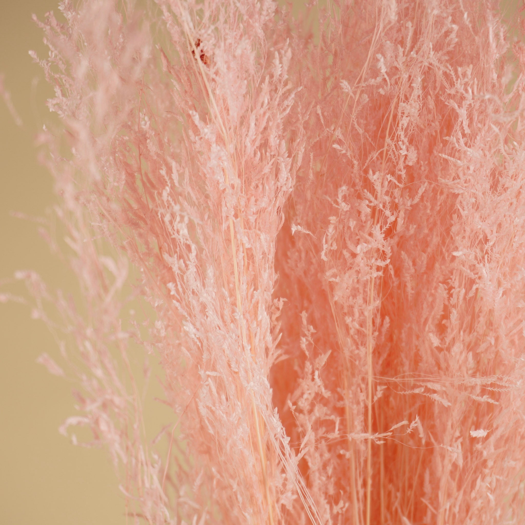 Gras de munni séché rose clair sombre