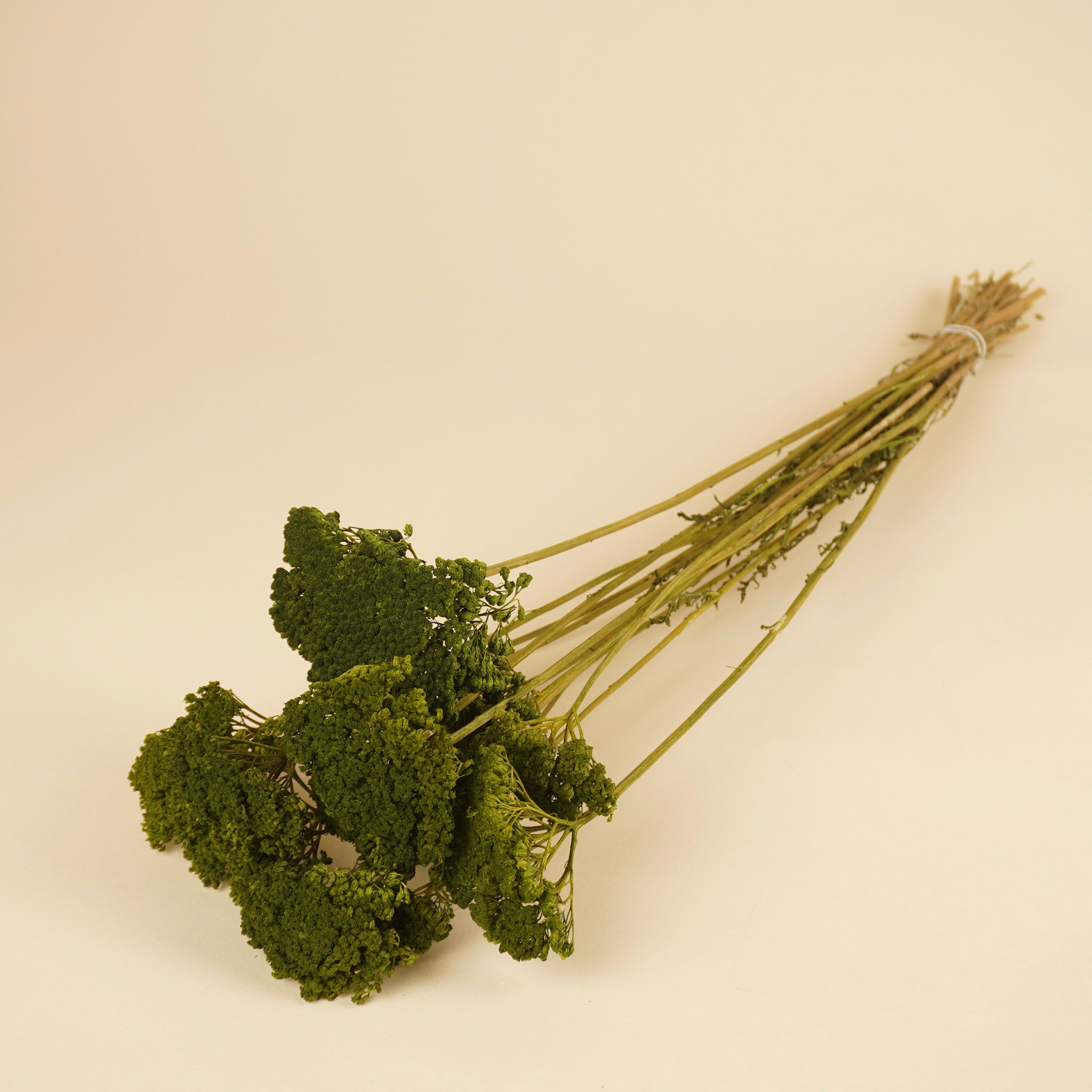 Séché Achillea vert peint