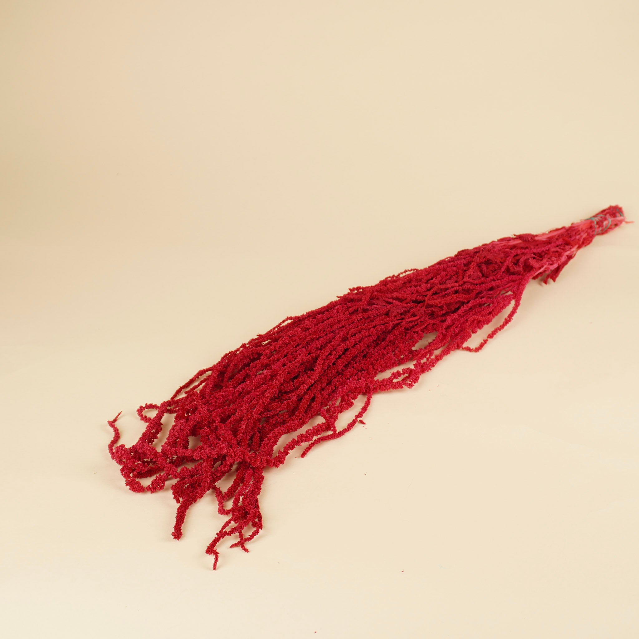 Dried Amaranthus Caudatus preserved Cerise