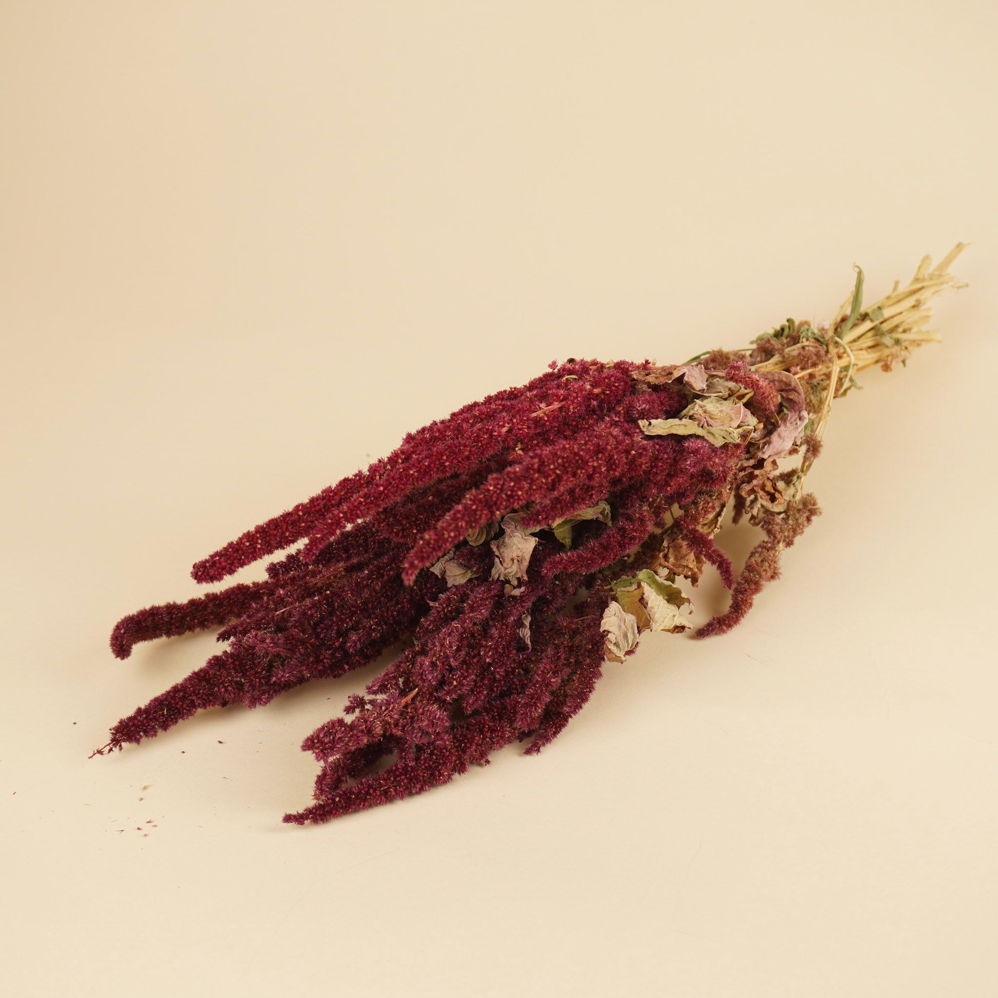 Amaranthus séché rouge