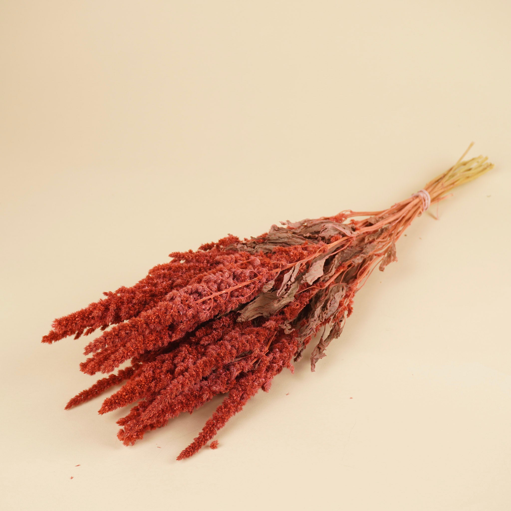 Séché amaranthus rose