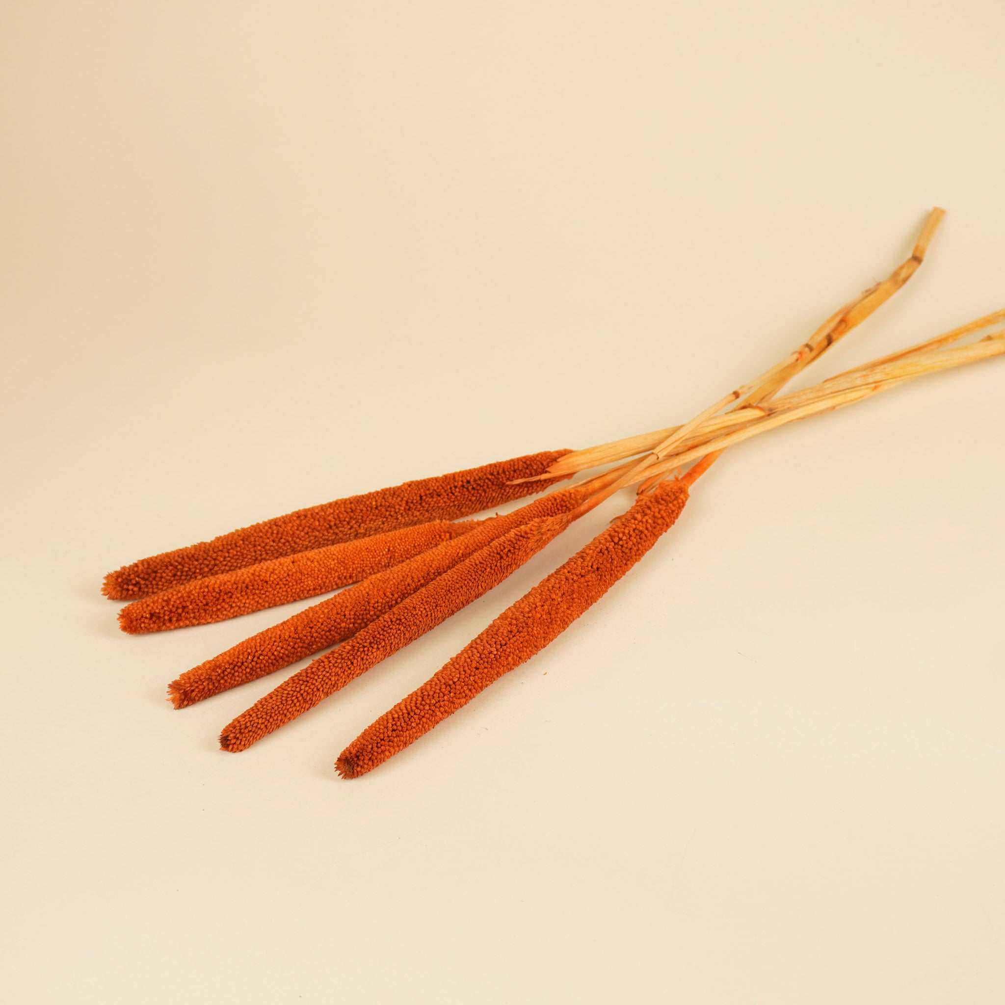 Babala Oranje