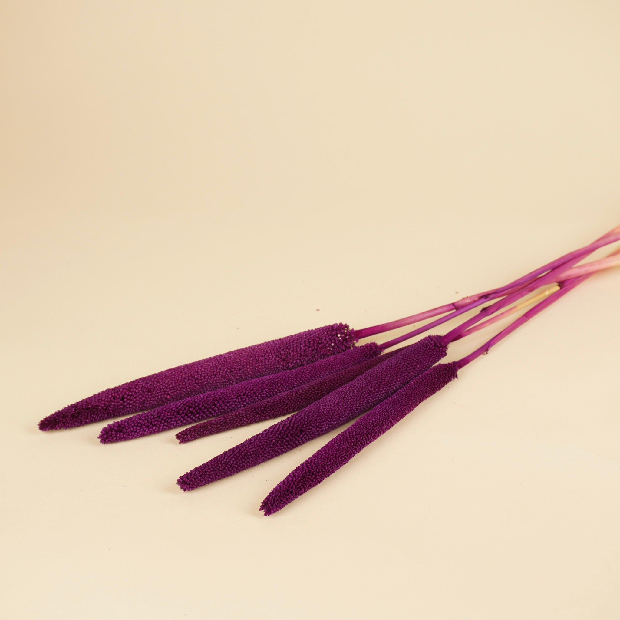 Babala violet