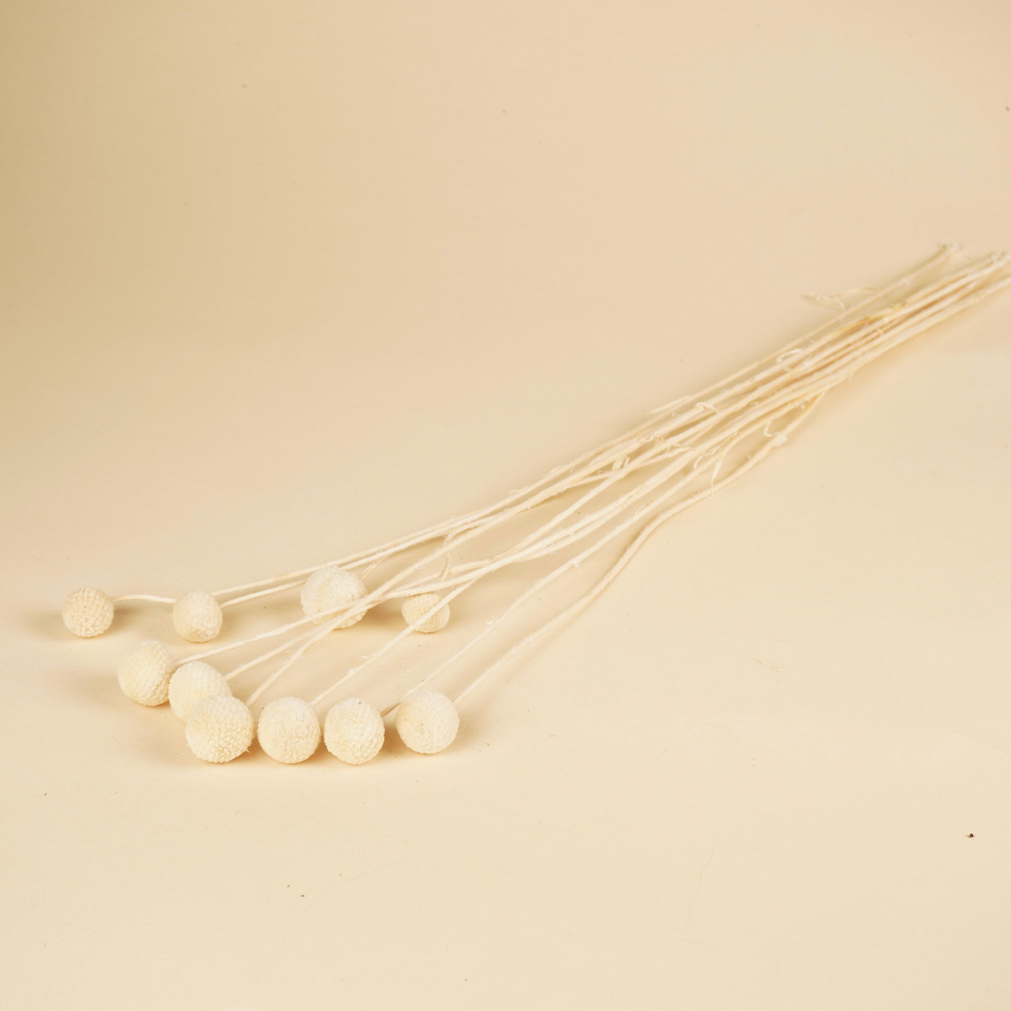Crraspedia séché blanc blanchis 10 tiges