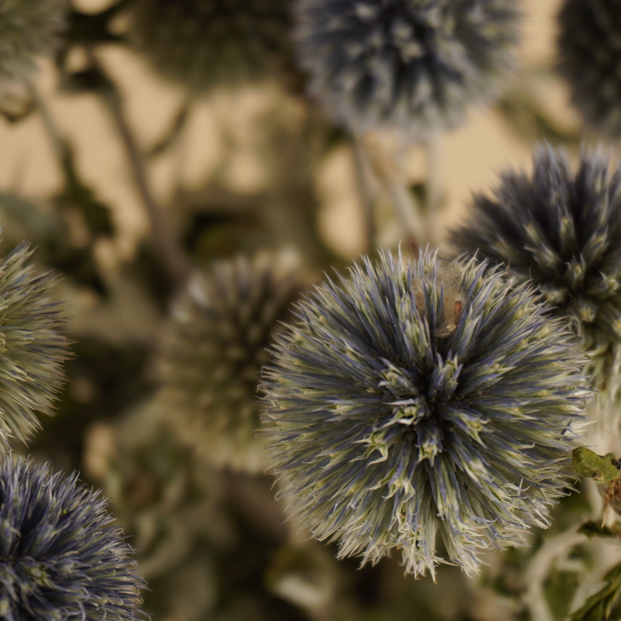 Séché Echinops Natural Blue