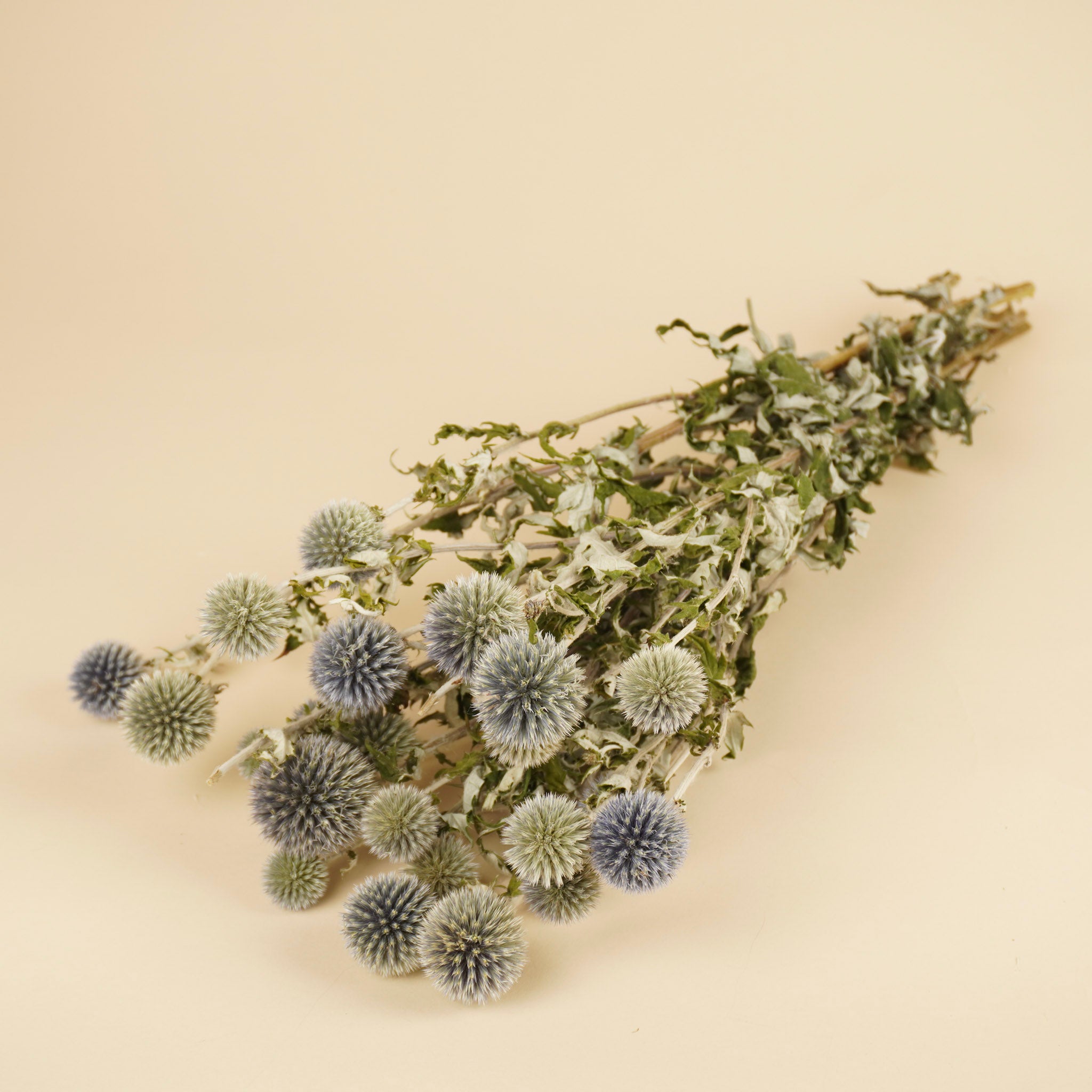Séché Echinops Natural Blue