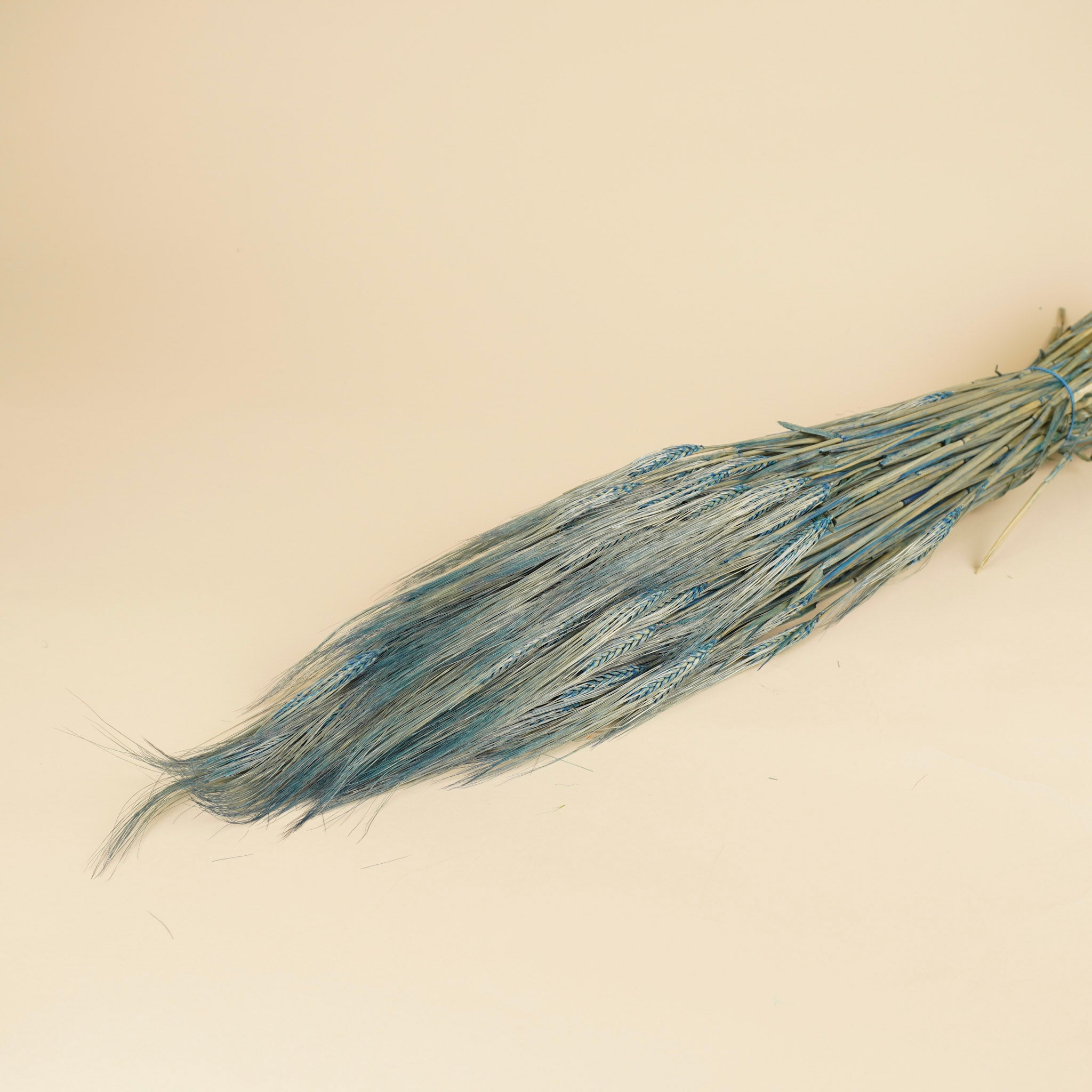 Barley blue 70cm