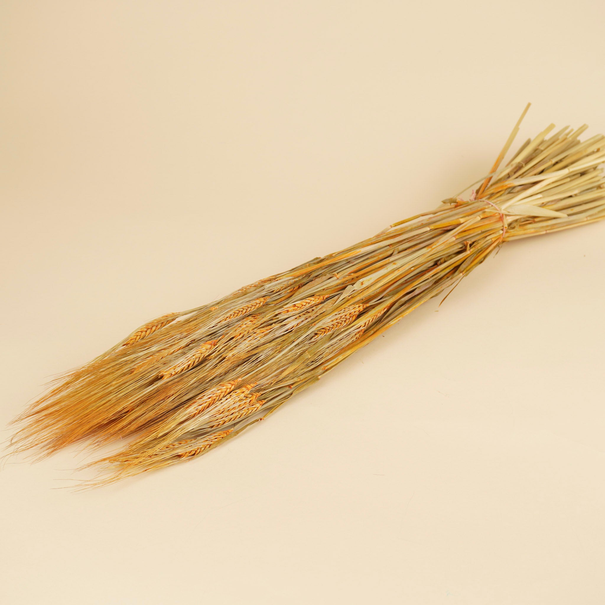 Barley orange 70cm