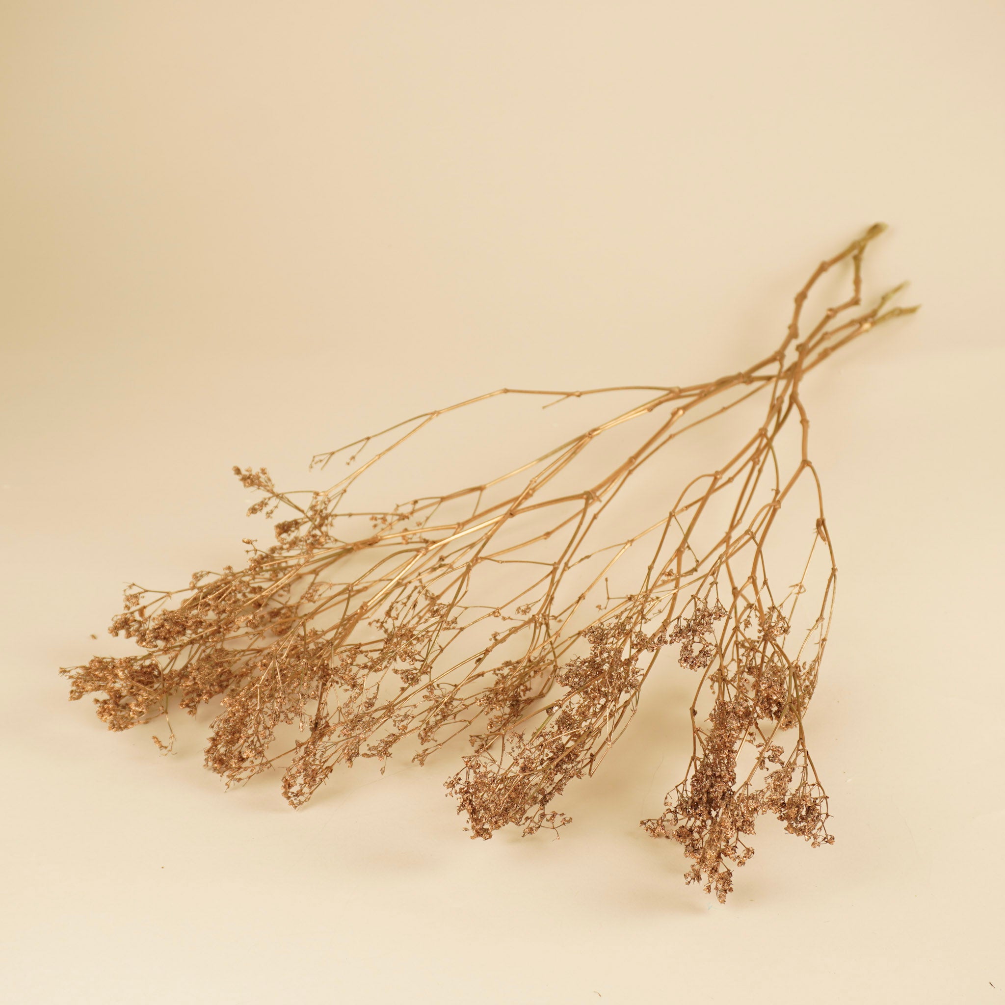 Gypsophila Gold (gemalt)