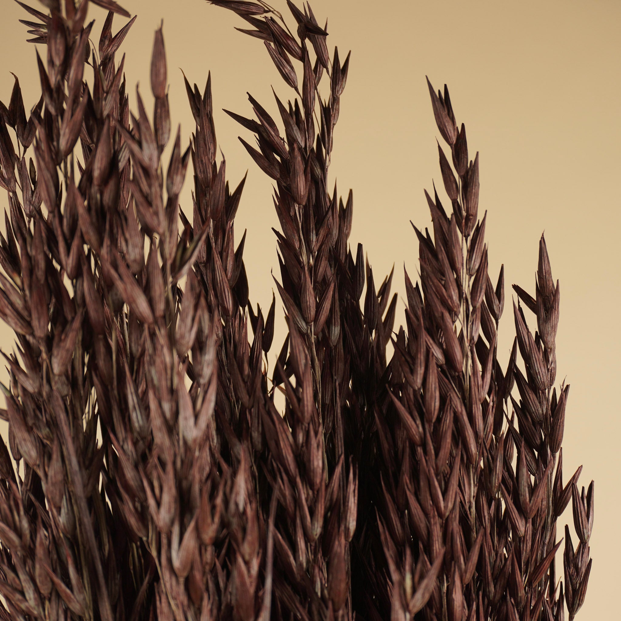 Avoine séchée (avena) brun peint
