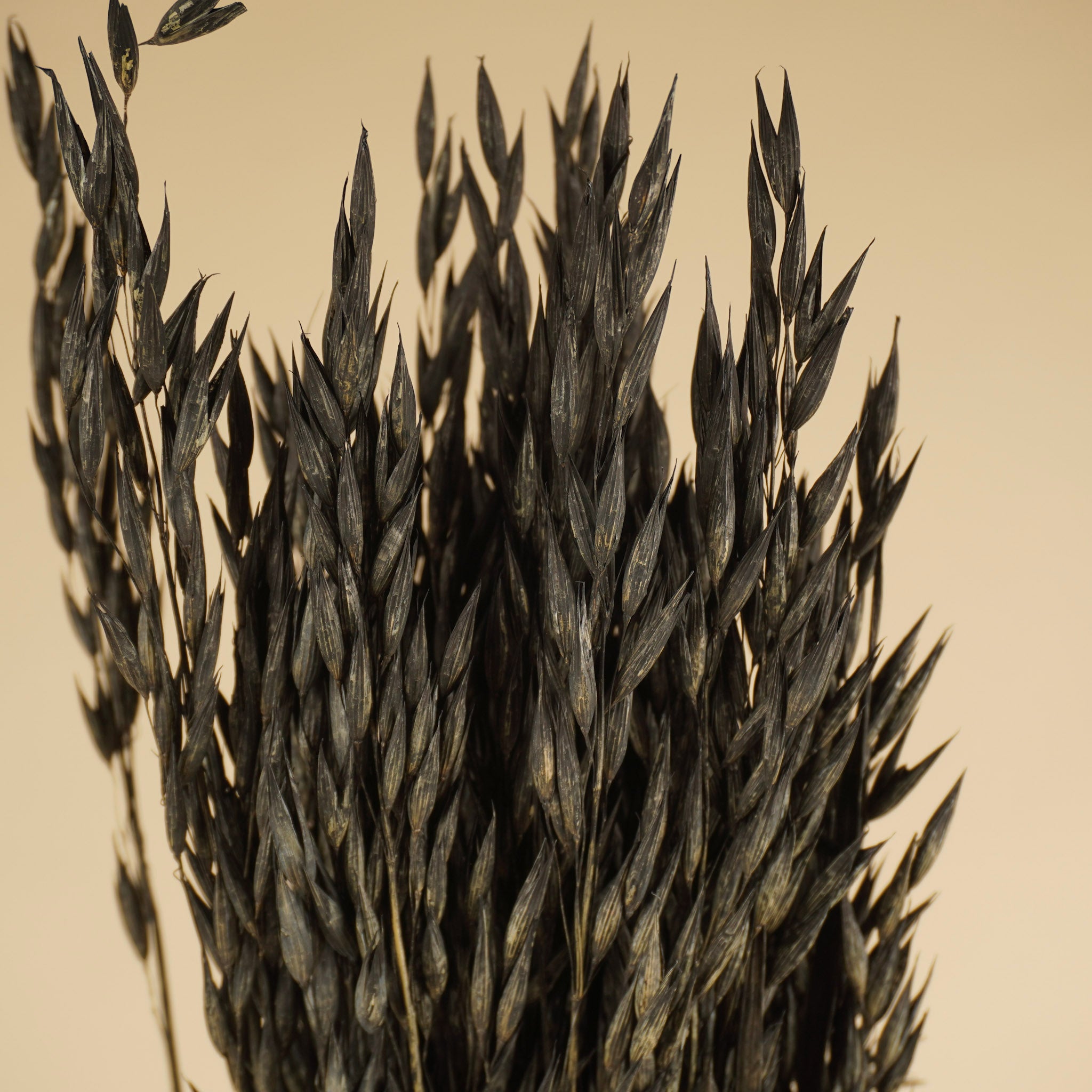 Dried oats (Avena) painted black