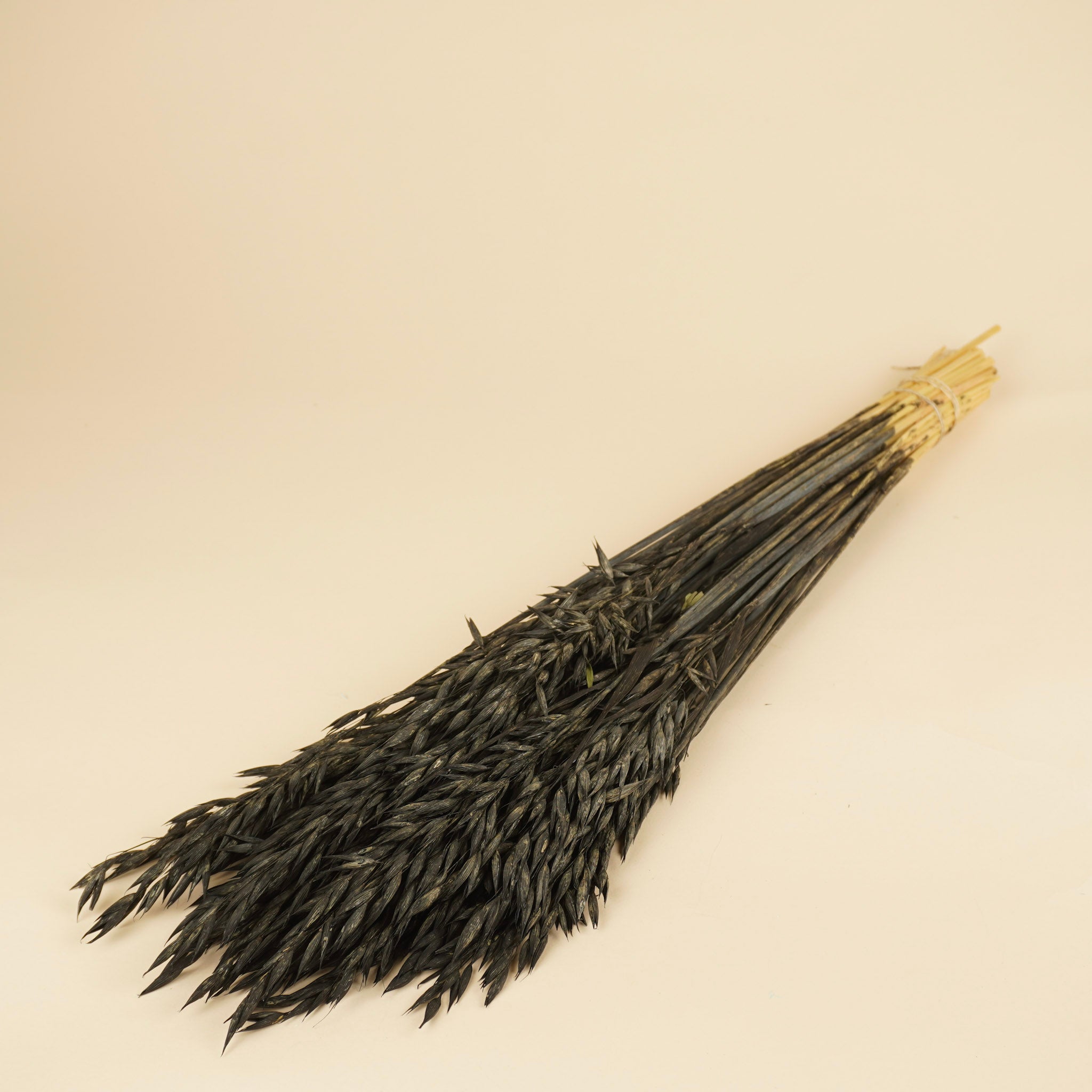 Dried oats (Avena) painted black