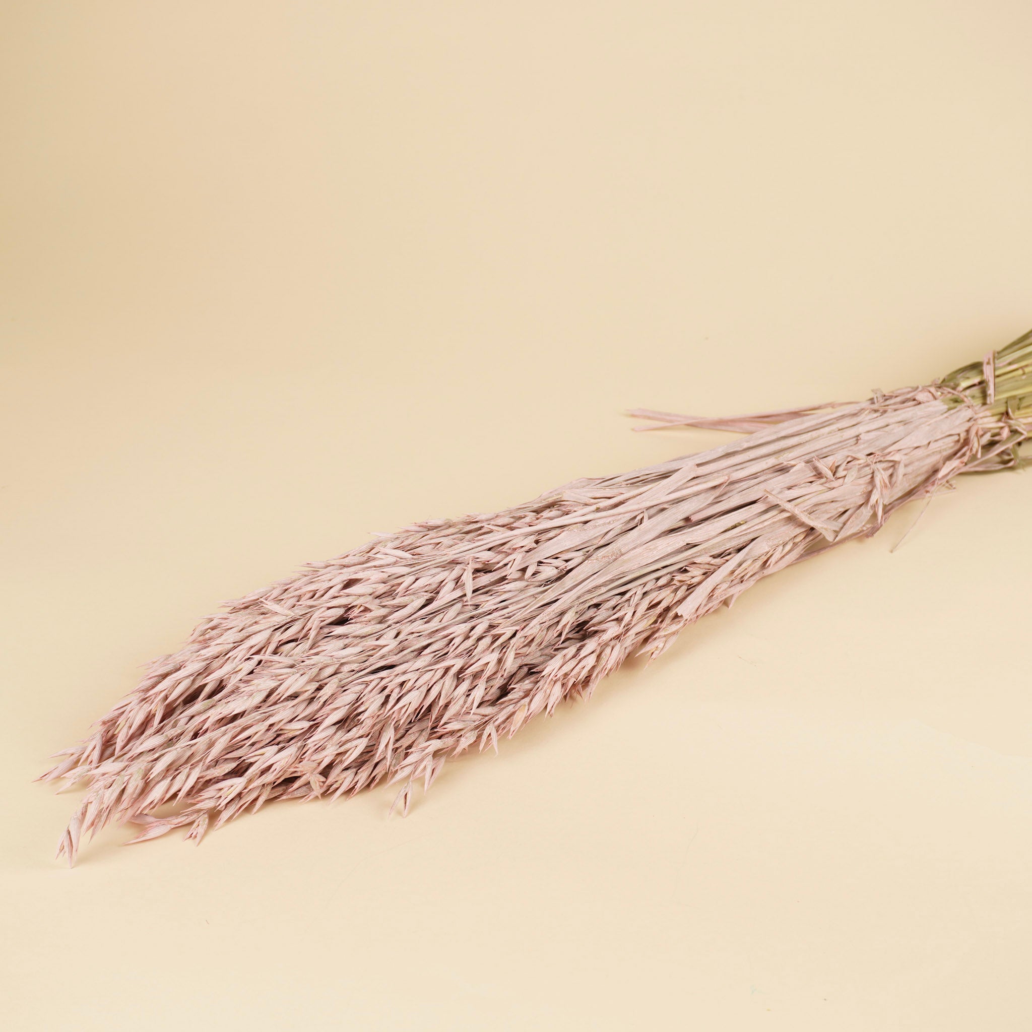 Avoine séchée (avena) coloré rose brumeux