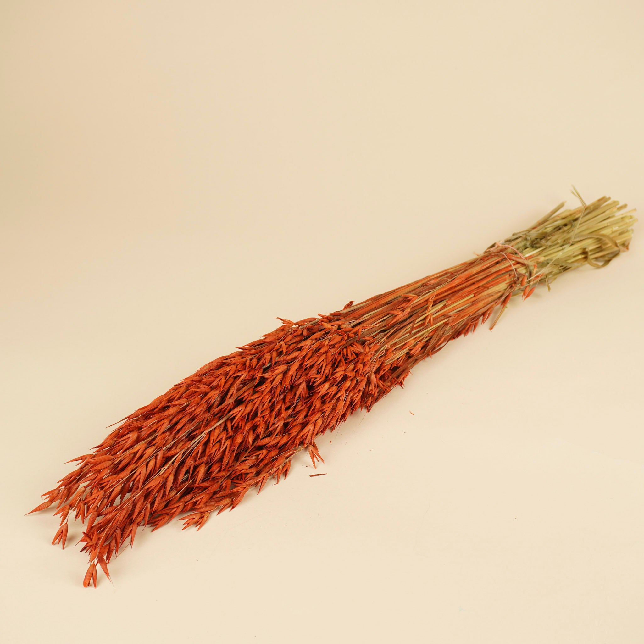 Getrockneter Hafer (Avena) orangefarben
