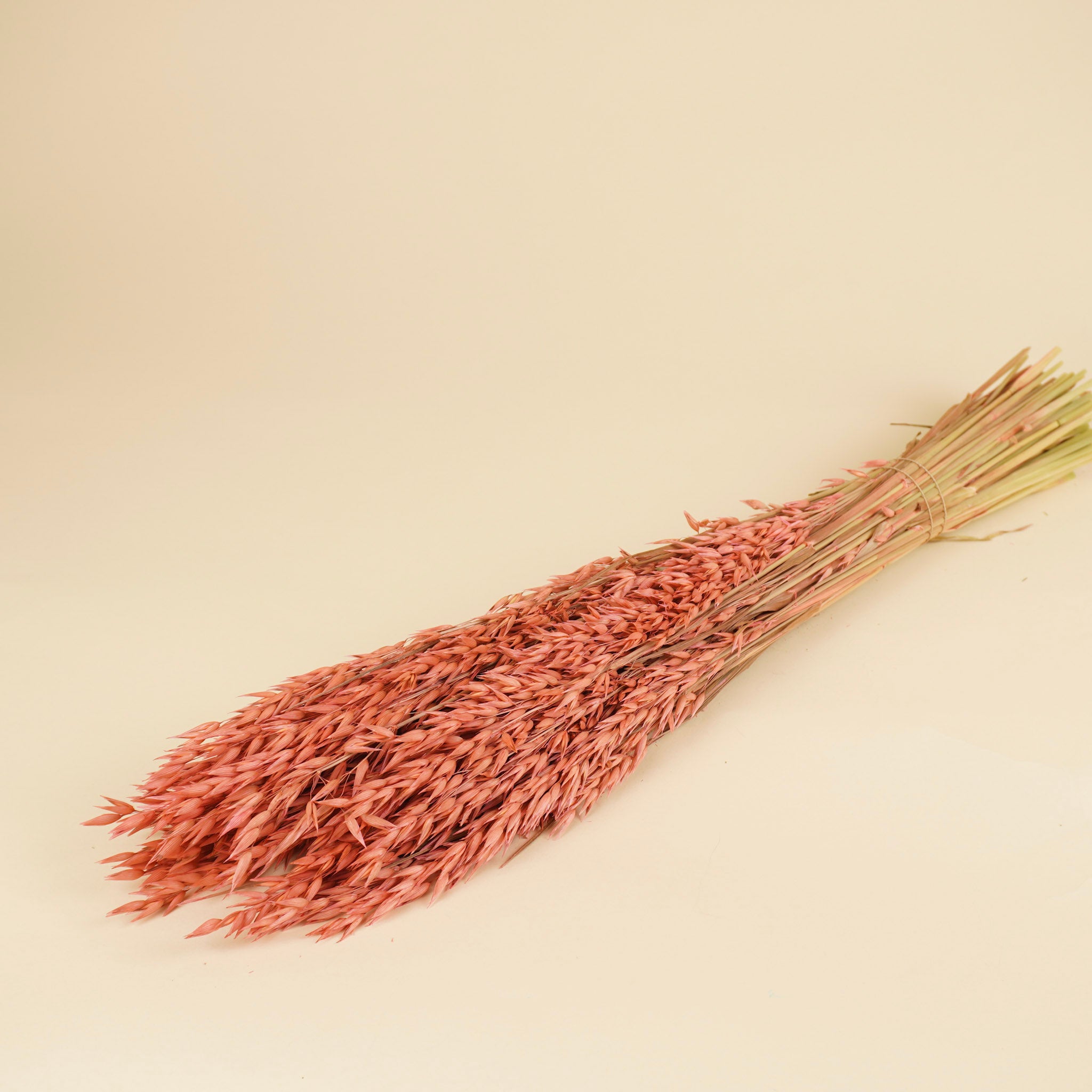 Getrockneter Hafer (Avena) rosa farbig