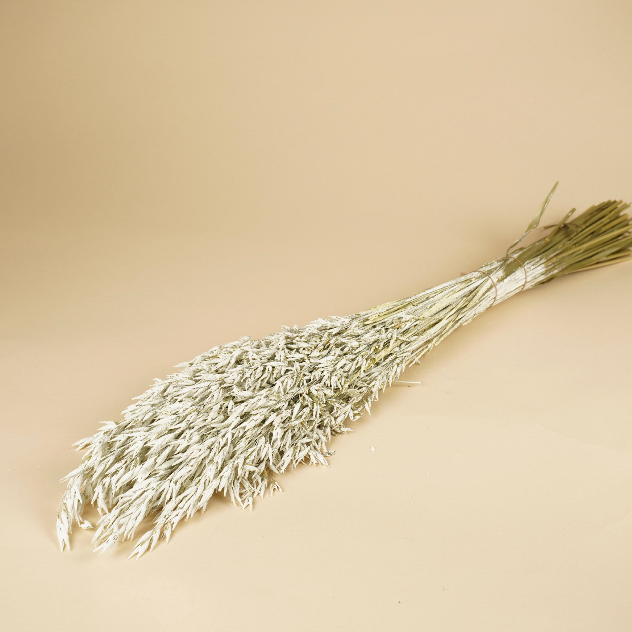 Getrockneter Hafer (Avena) weiße Wäsche gefärbt
