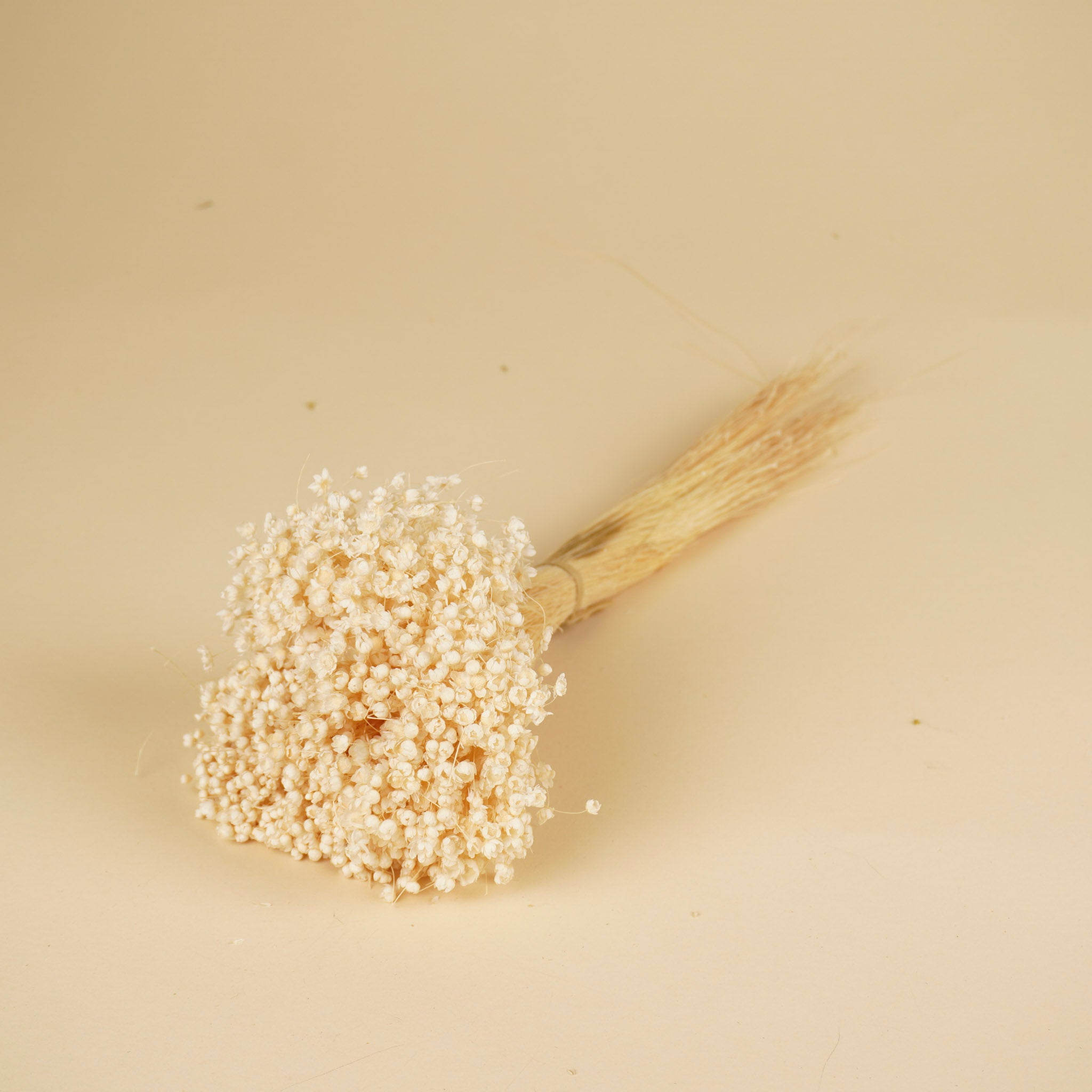 Dried Marcela Bleaked White