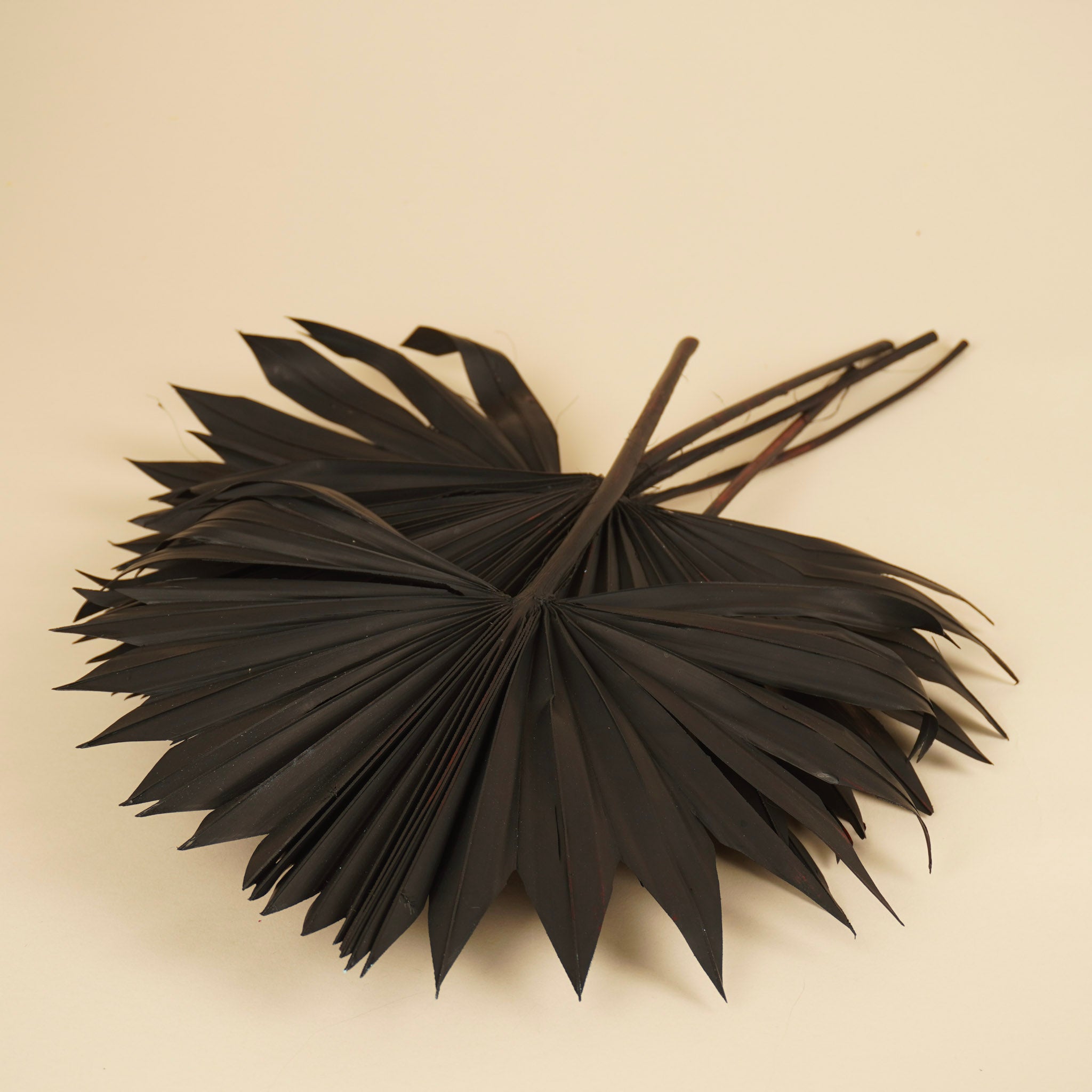 Palm séché Sun Spear Black