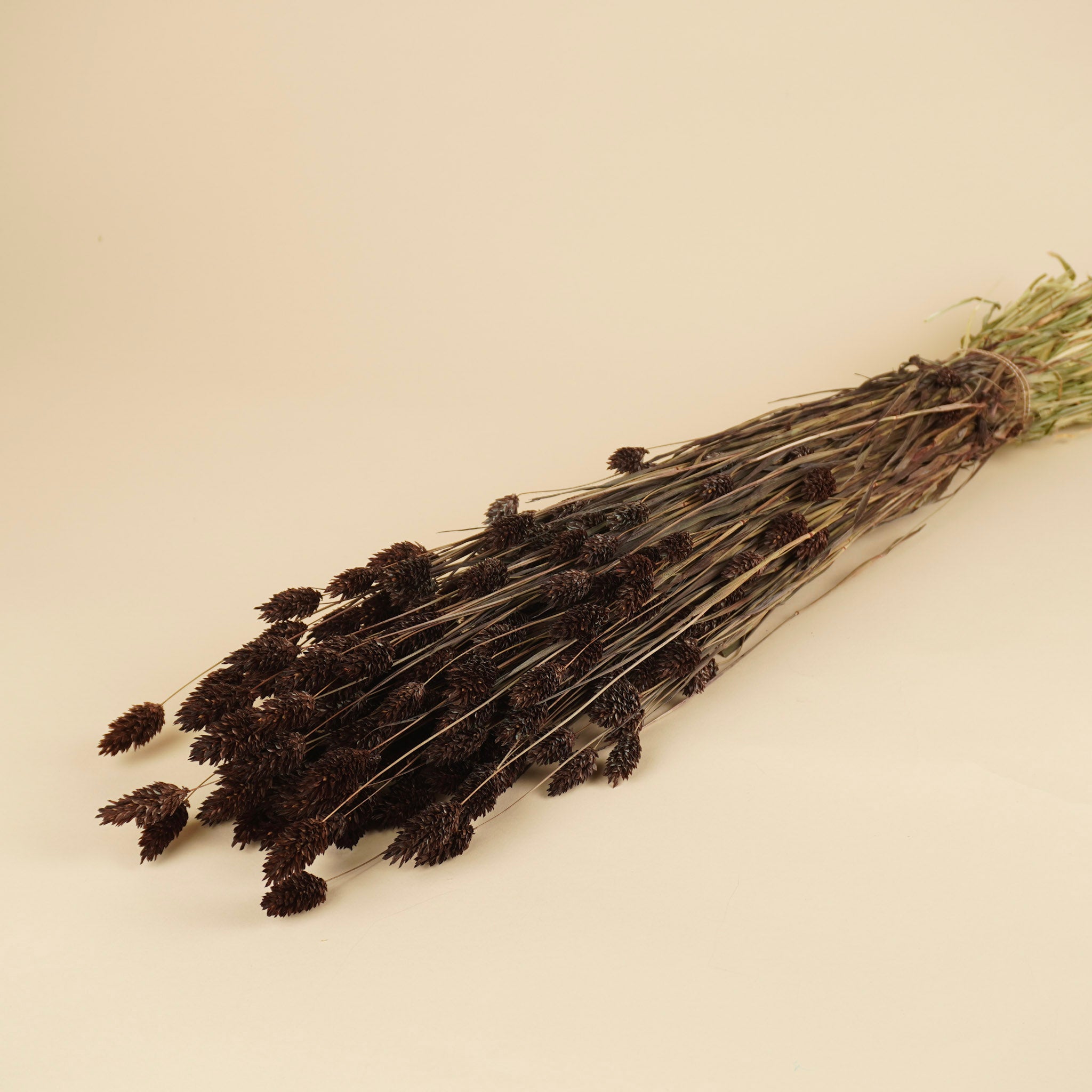 Phalaris séché brun foncé