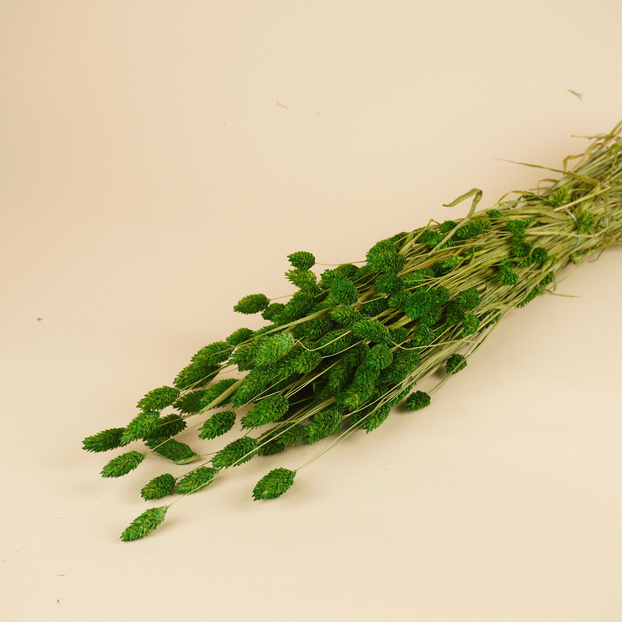 Getrocknete Phalaris farbige Frühlingsgrün