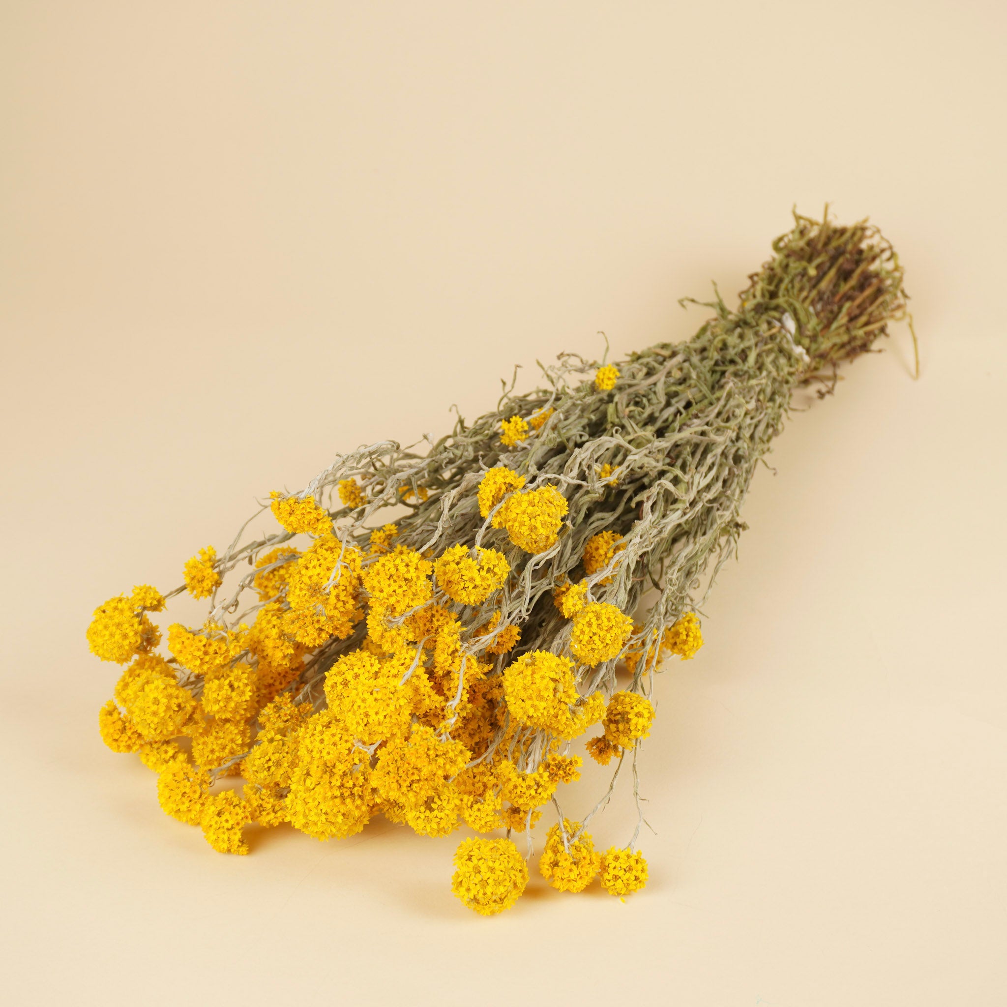 Sanfordii séché