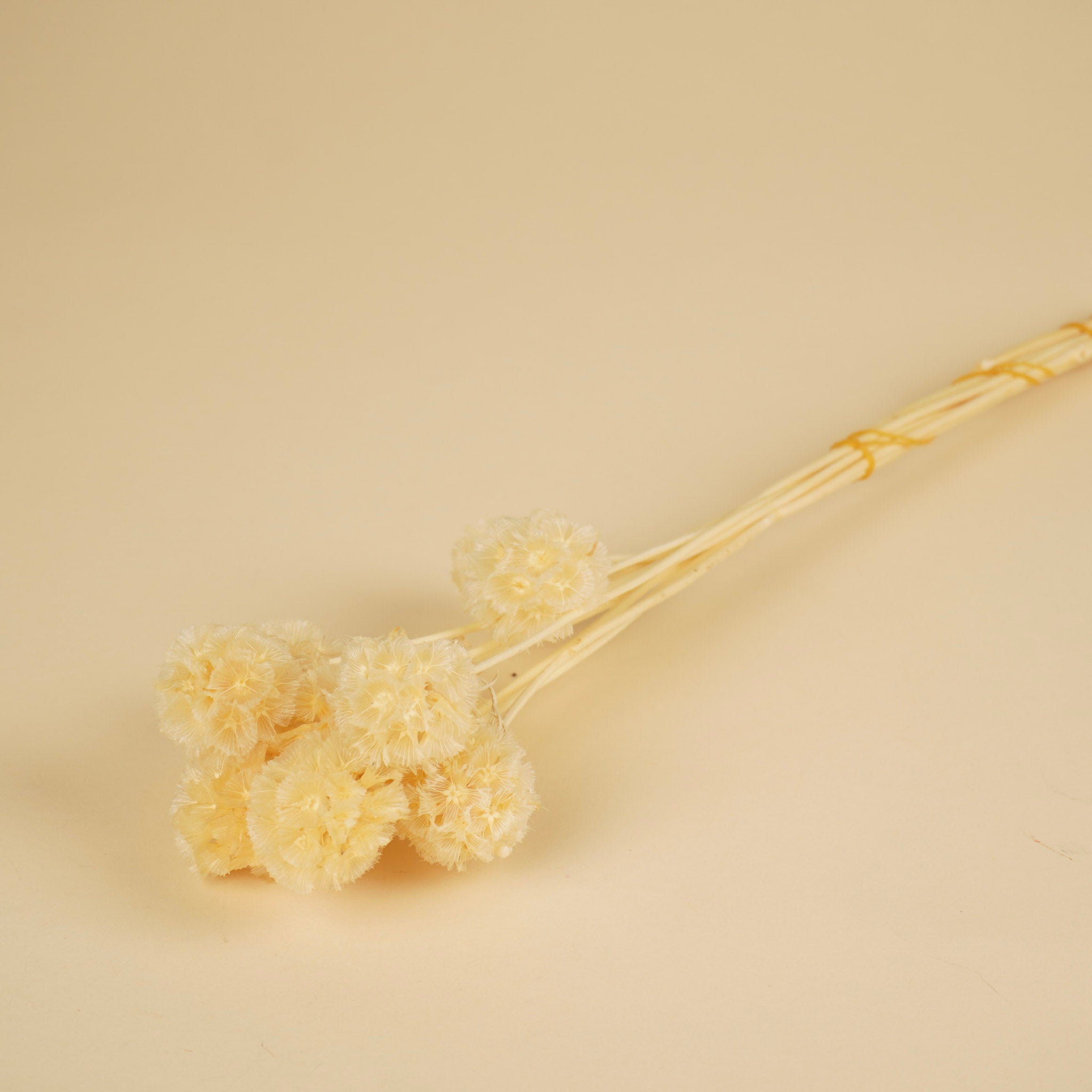 Scabiosa stellata séchée blanchie