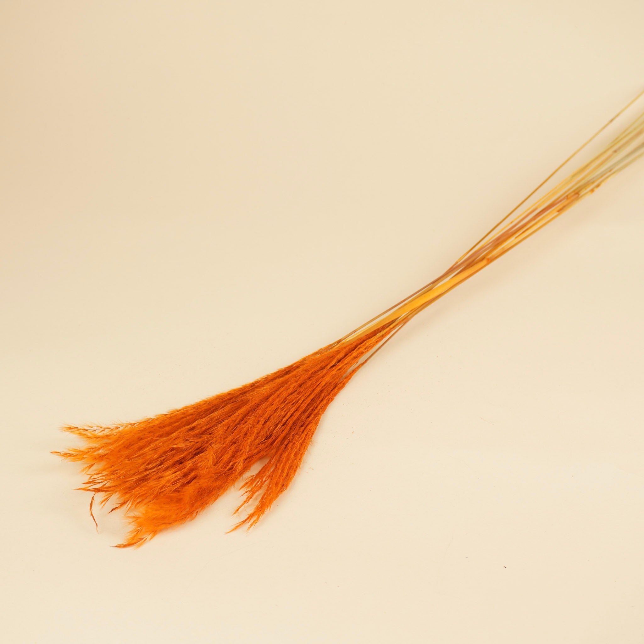 Orange de plumes stipa séchées (par pièce)