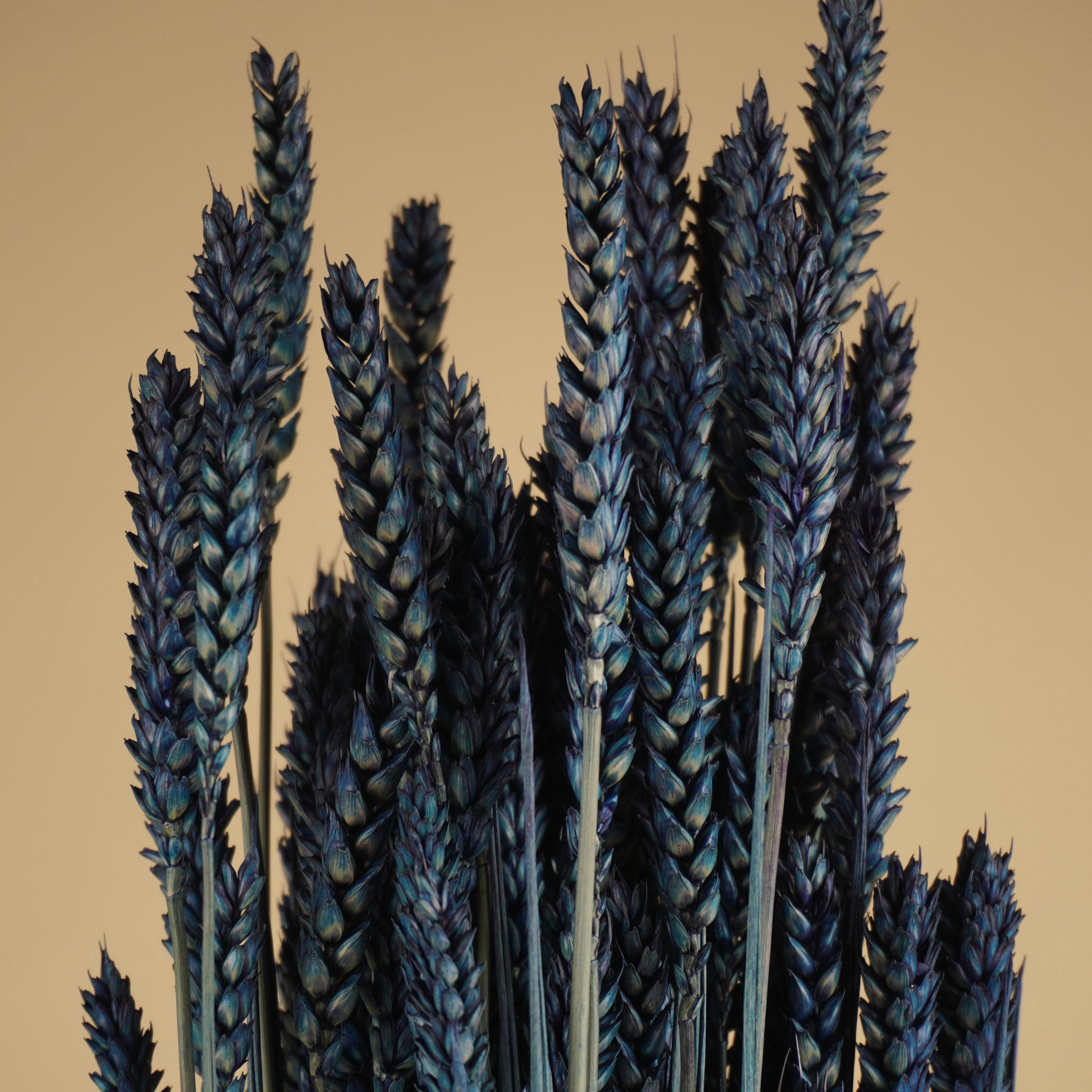 Blé séché bleu