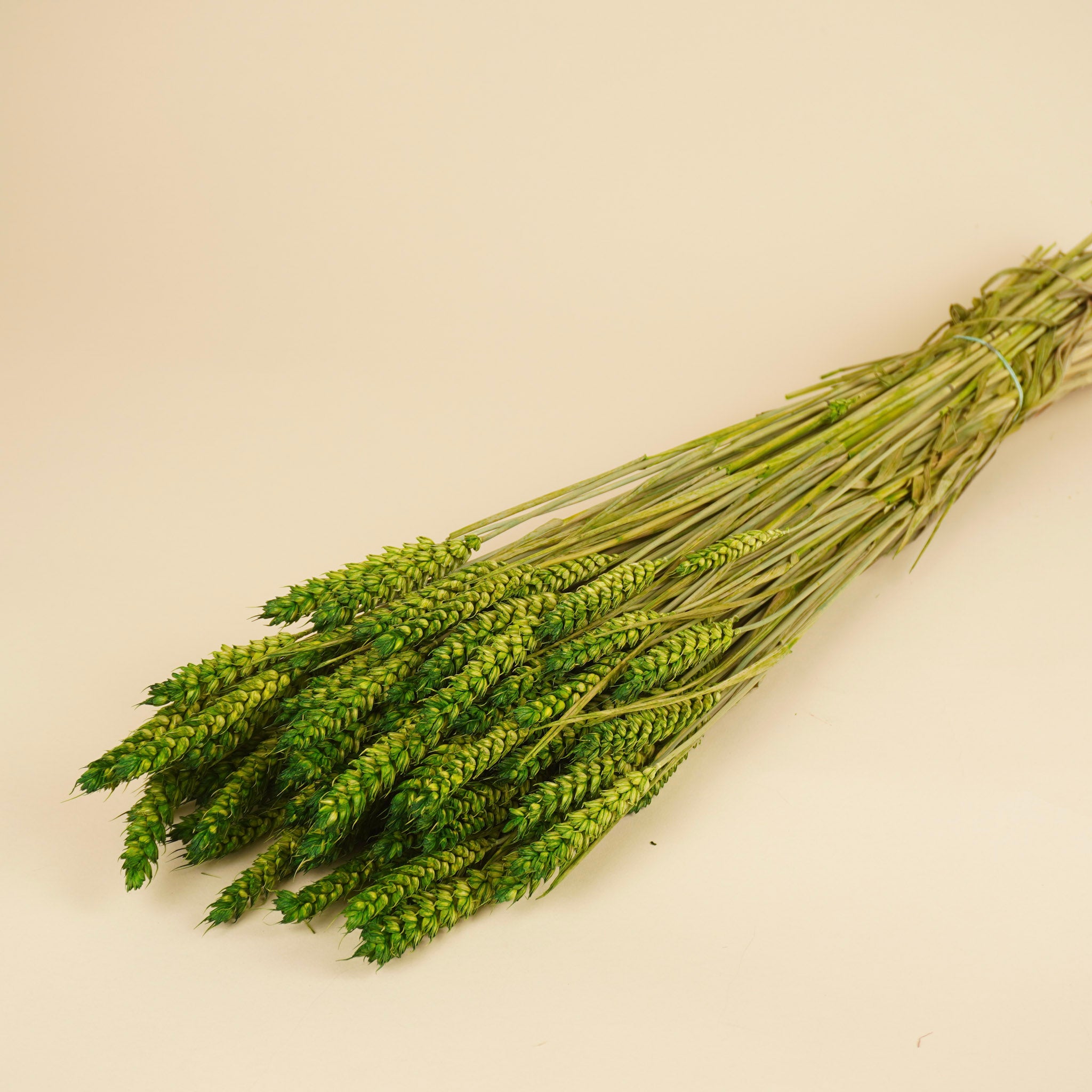 Green de blé séché (Triticum)