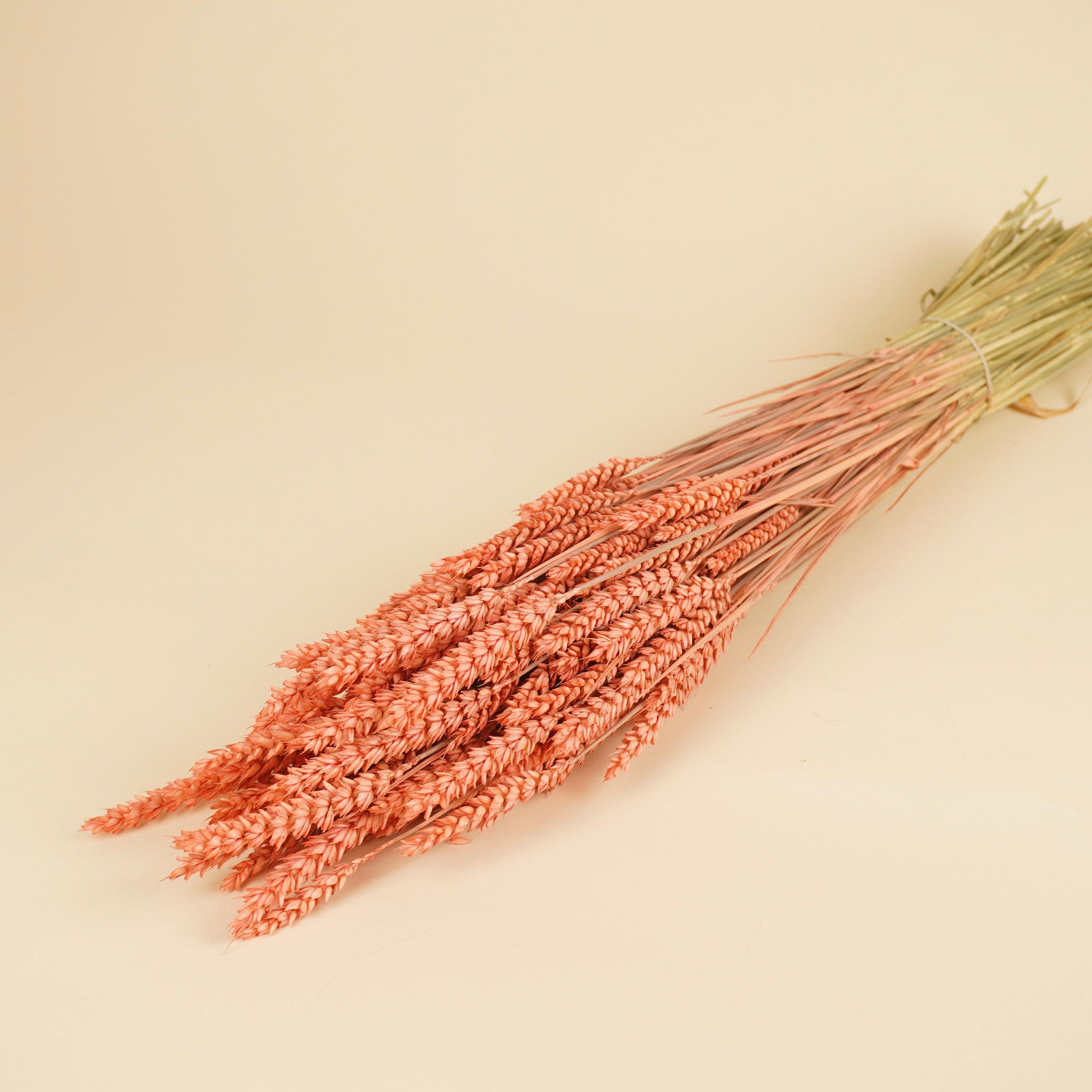 Blé séché rose
